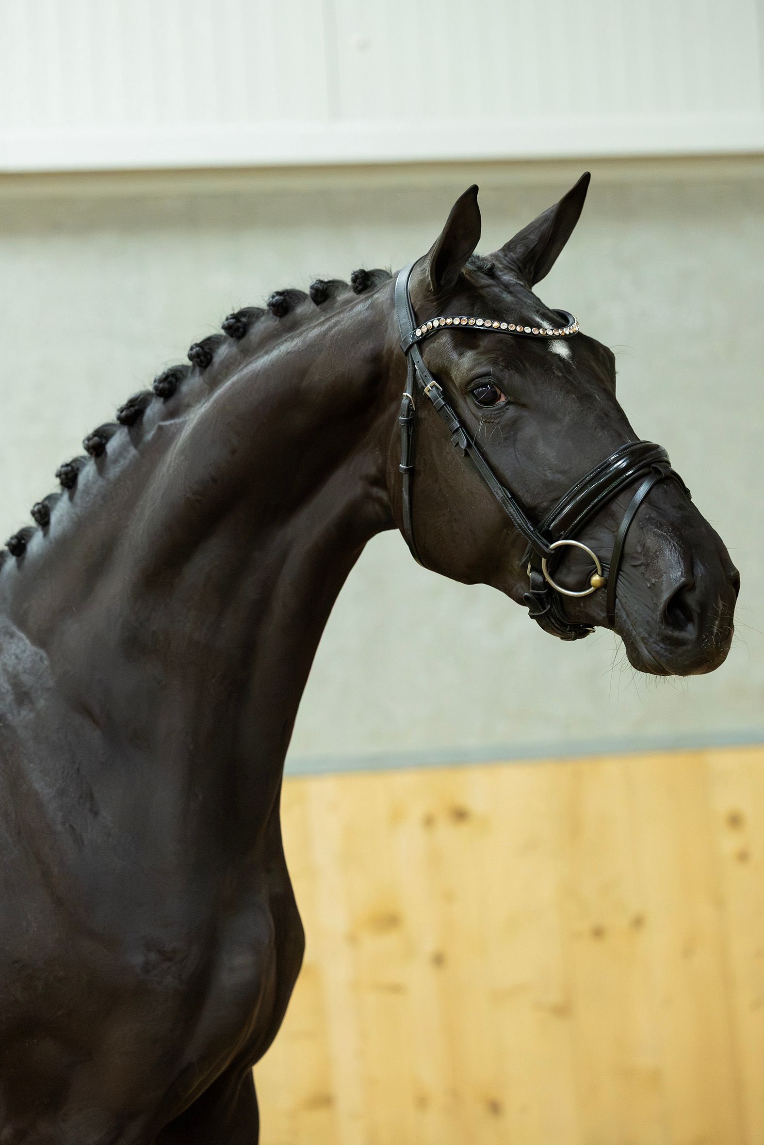 dressuurpaard merrie 3 岁 zwart 出售 - 照片 3