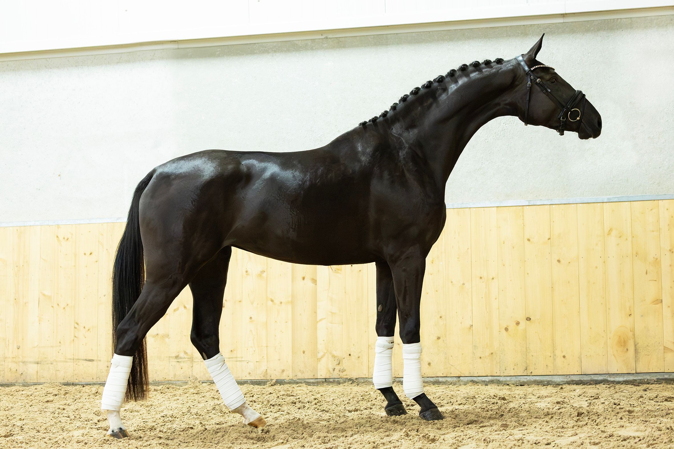 dressuurpaard merrie 3 岁 zwart 出售 - 照片 2