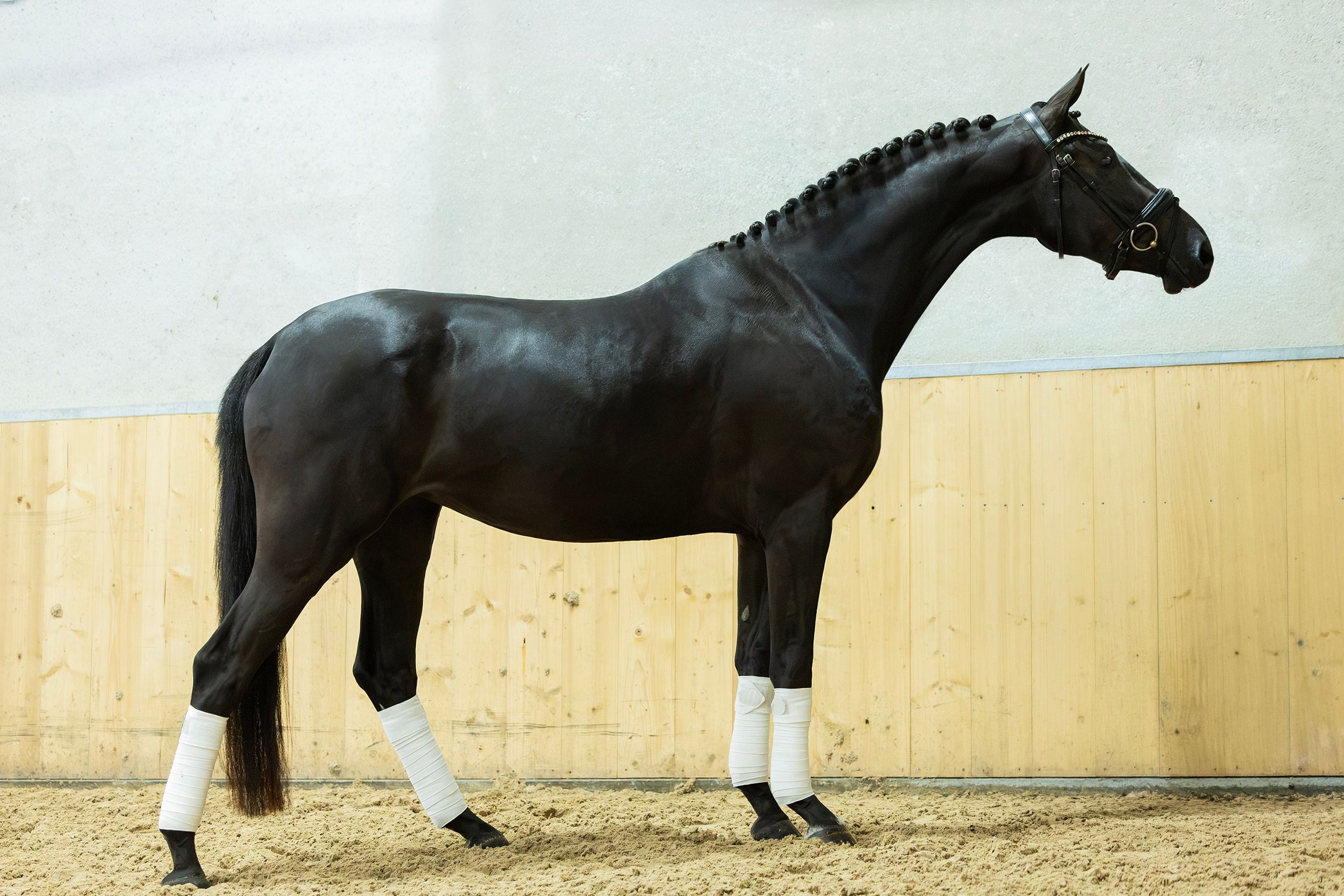 kwpn dressuurpaard merrie 3 Jahre alt zwart zu verkaufen - Foto 2