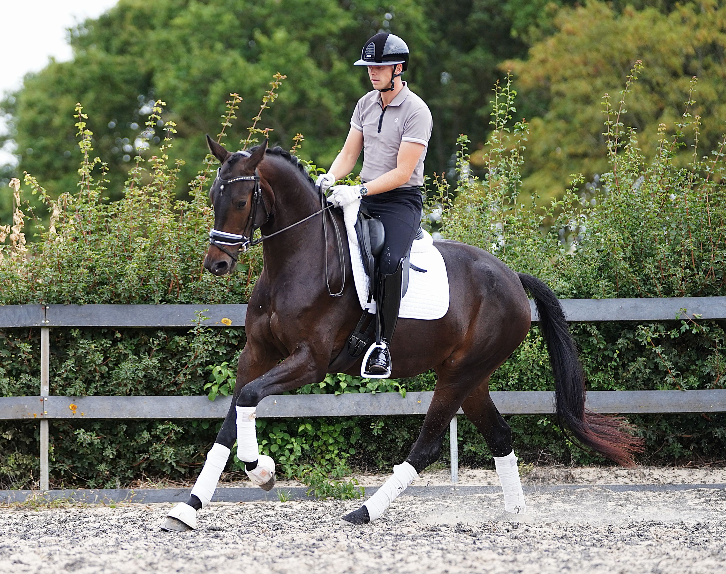 kwpn dressuurpaard merrie 3 years old donkerbruin for sale - Photo 2