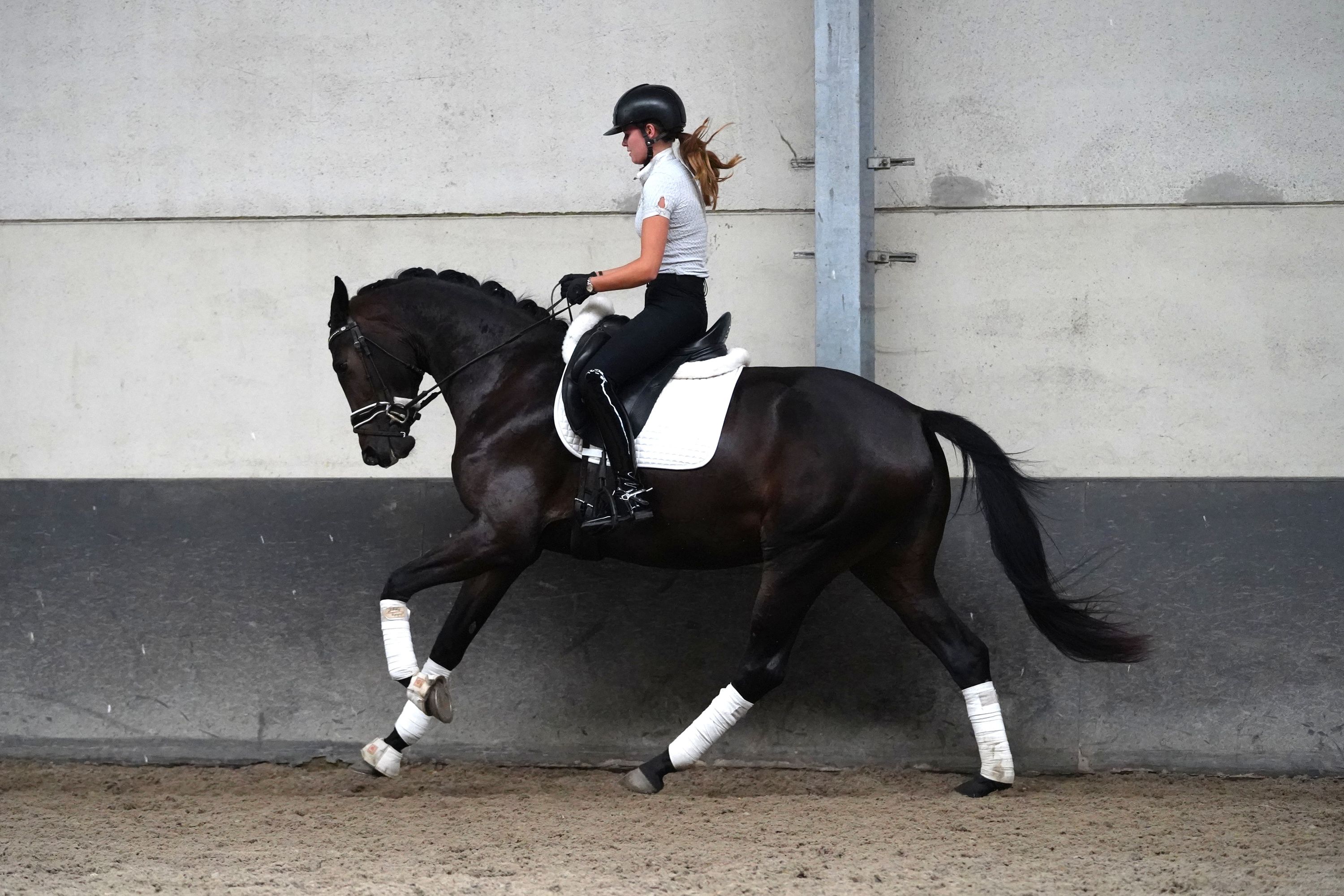 kwpn dressuurpaard merrie 3 years old donkerbruin for sale - Photo 4