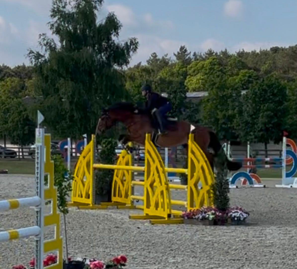 kwpn springpaard ruin 8 jaar bruin te koop - Foto 2