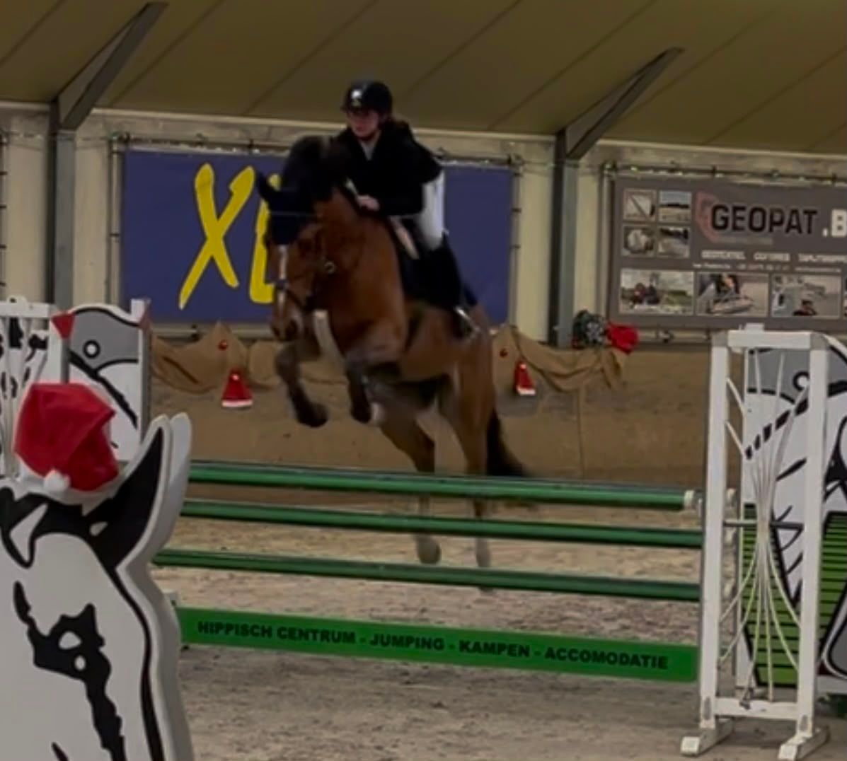 kwpn springpaard ruin 8 jaar bruin te koop - Foto 3