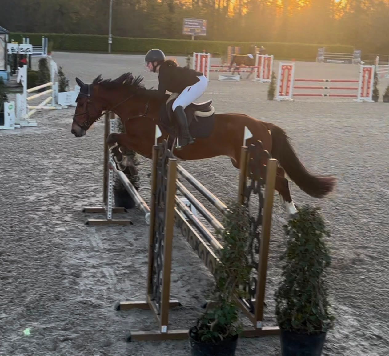 kwpn springpaard ruin 8 jaar bruin te koop - Foto 5