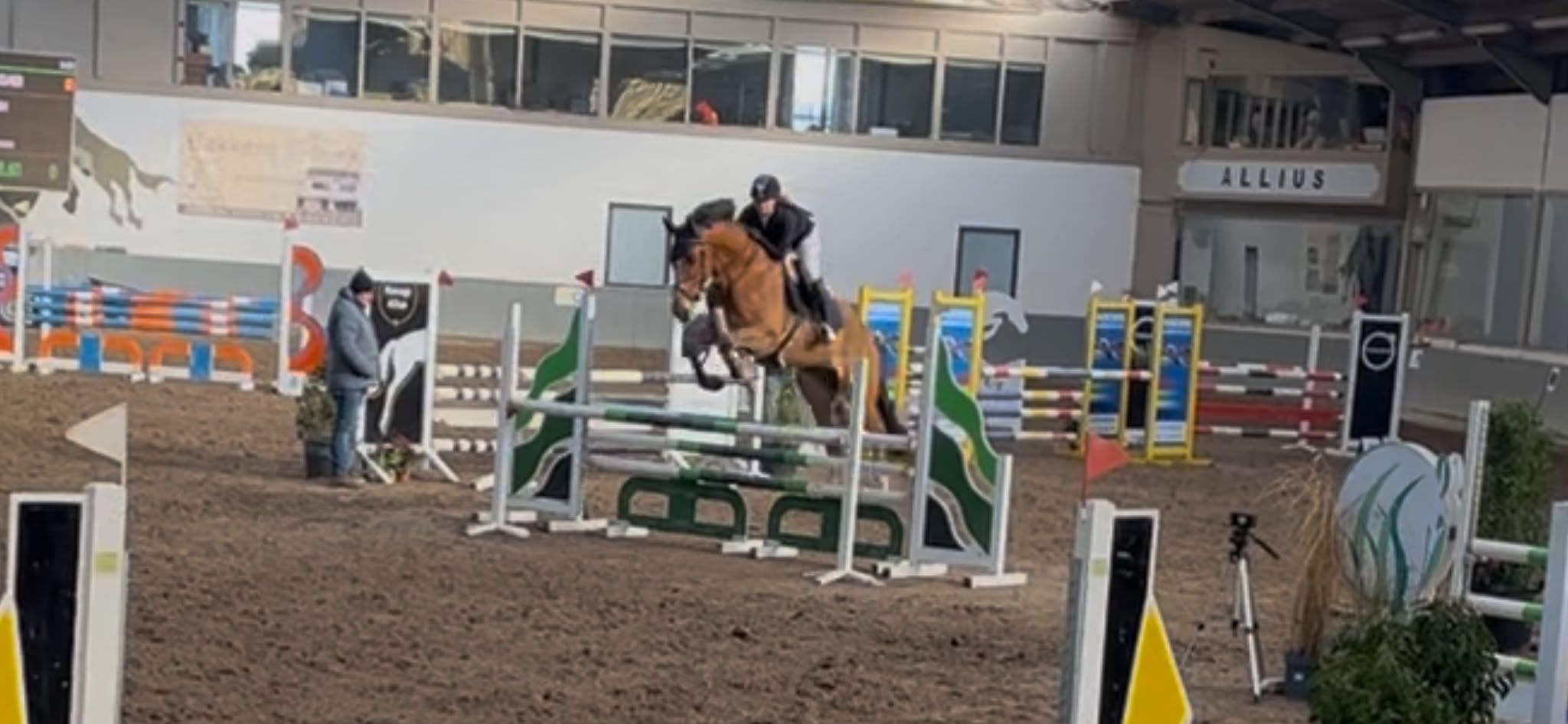 kwpn springpaard ruin 8 jaar bruin te koop - Foto 4