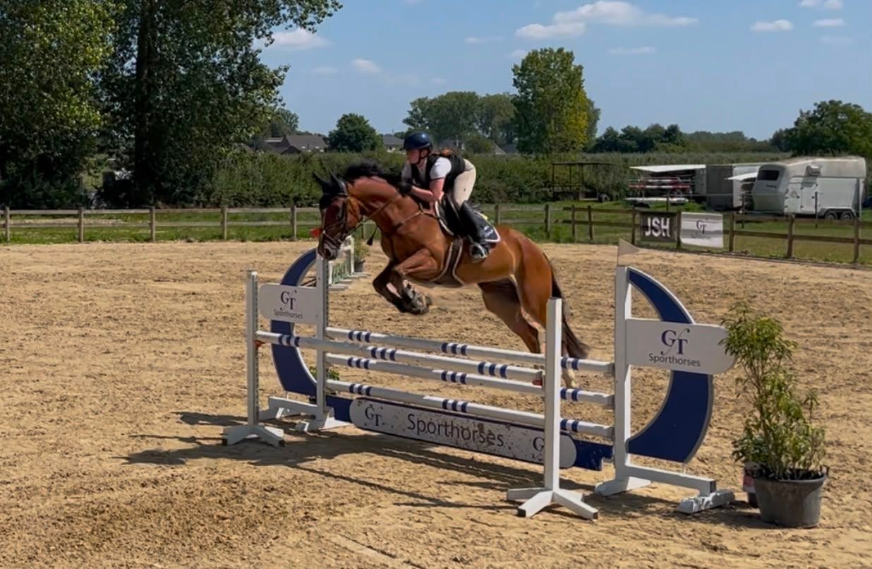 kwpn springpaard ruin 8 jaar bruin te koop - Foto 6