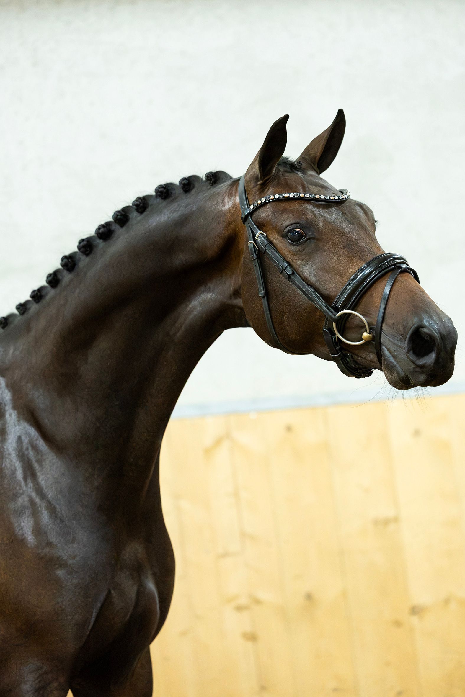 kwpn dressuurpaard ruin 3 år bruin til salgs - Foto 2