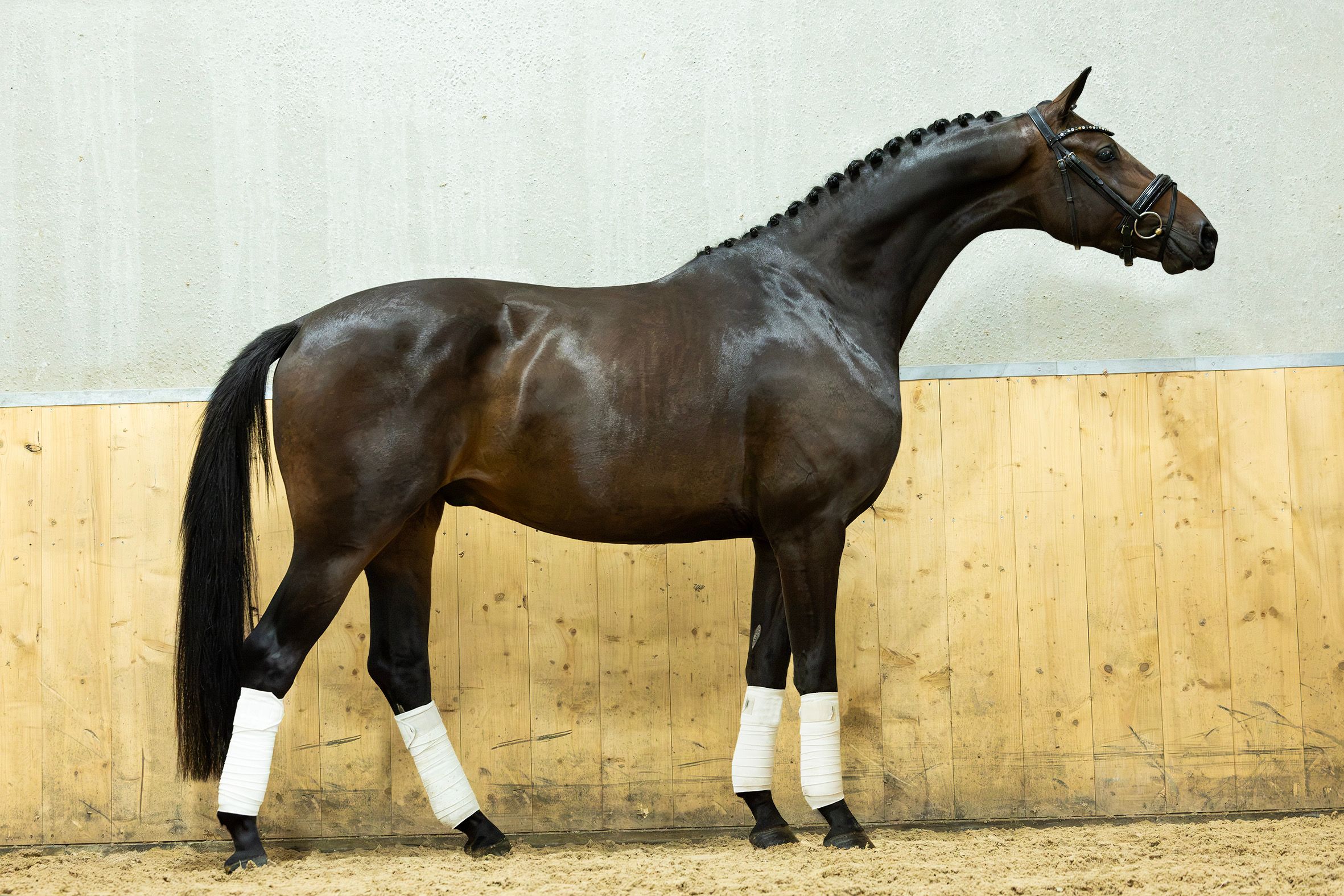 kwpn dressuurpaard ruin 3 år bruin til salgs - Foto 3