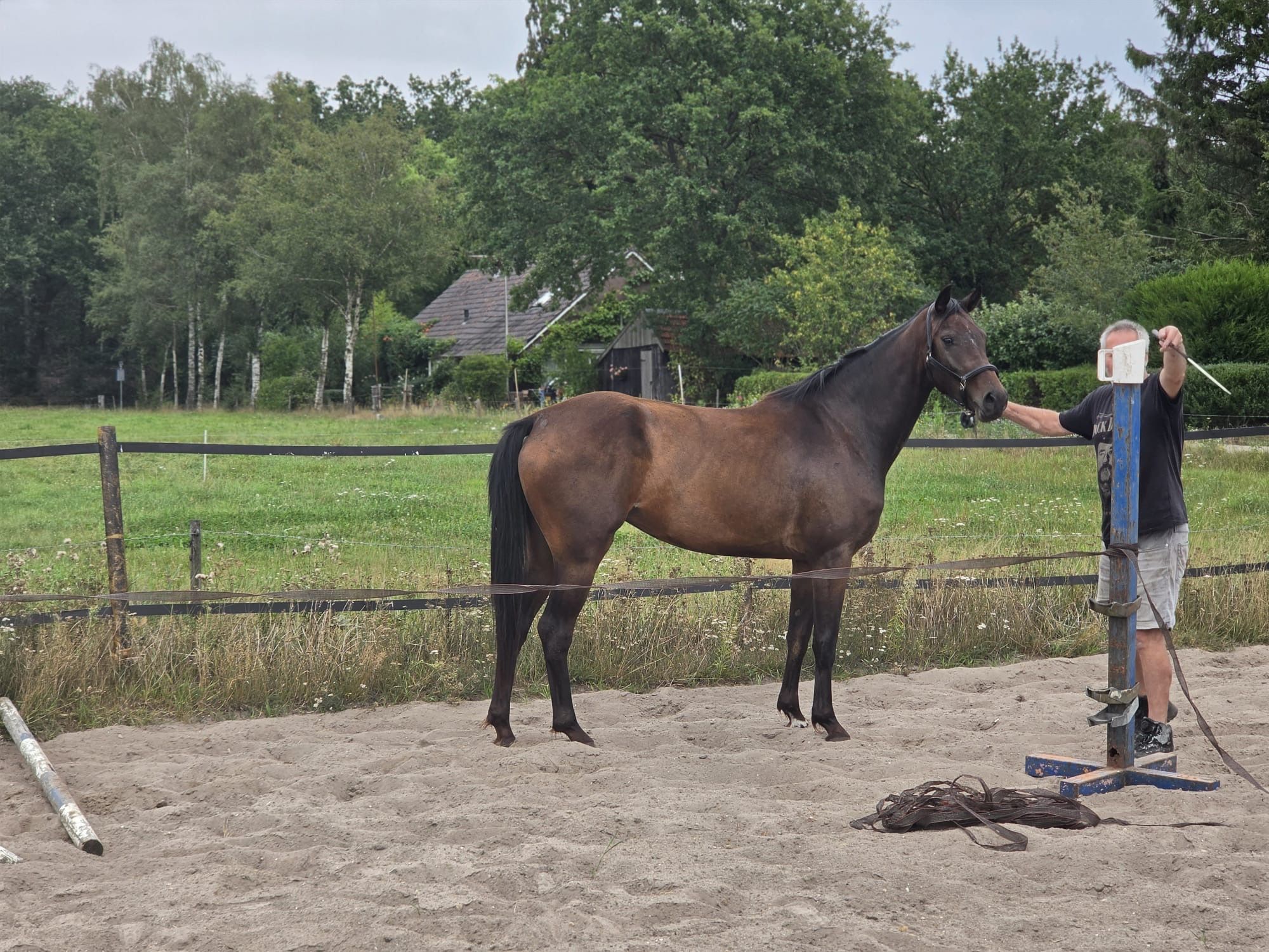 nrps springpaard merrie 4 岁 donkerbruin 出售 - 照片 3