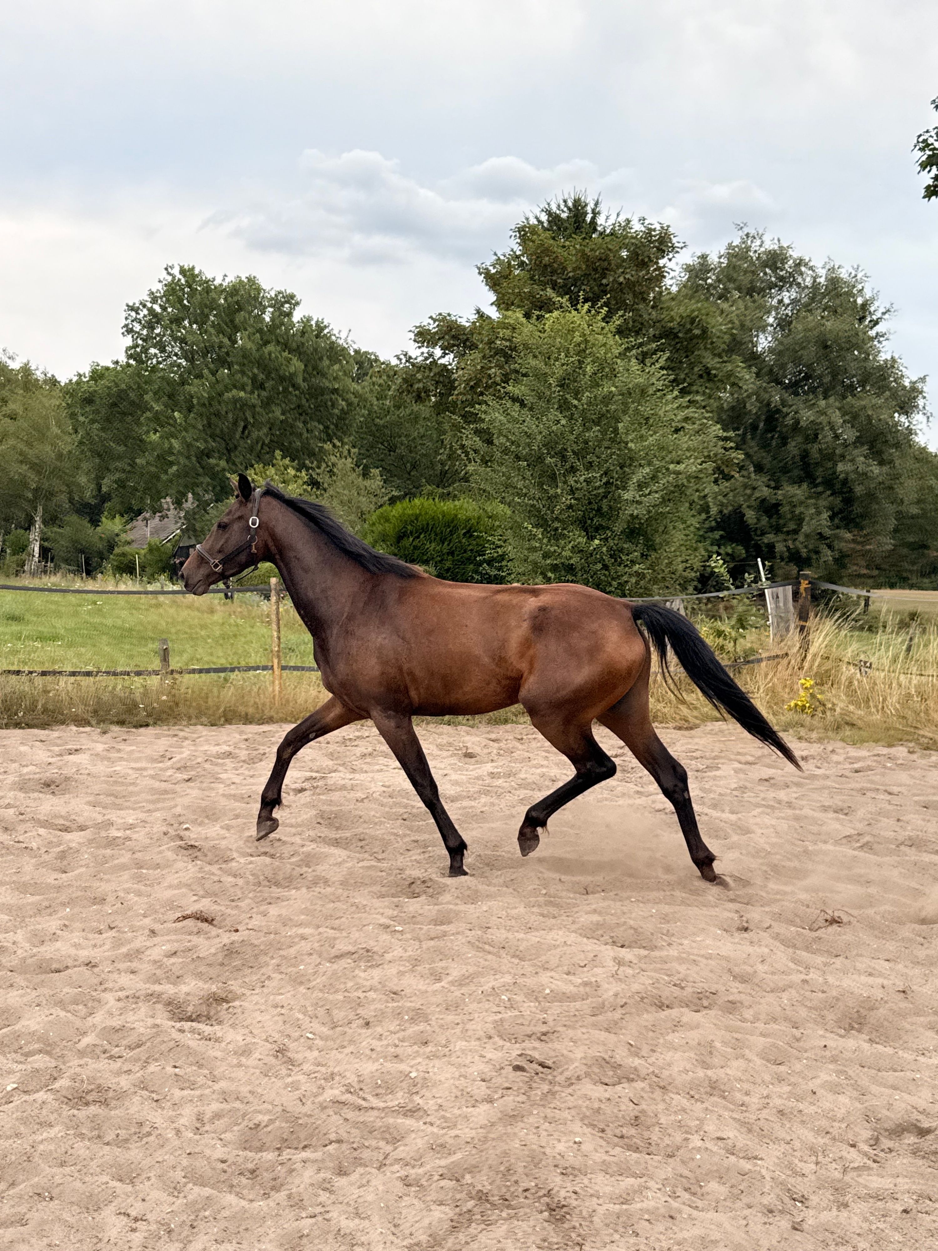 nrps springpaard merrie 4 岁 donkerbruin 出售 - 照片 4