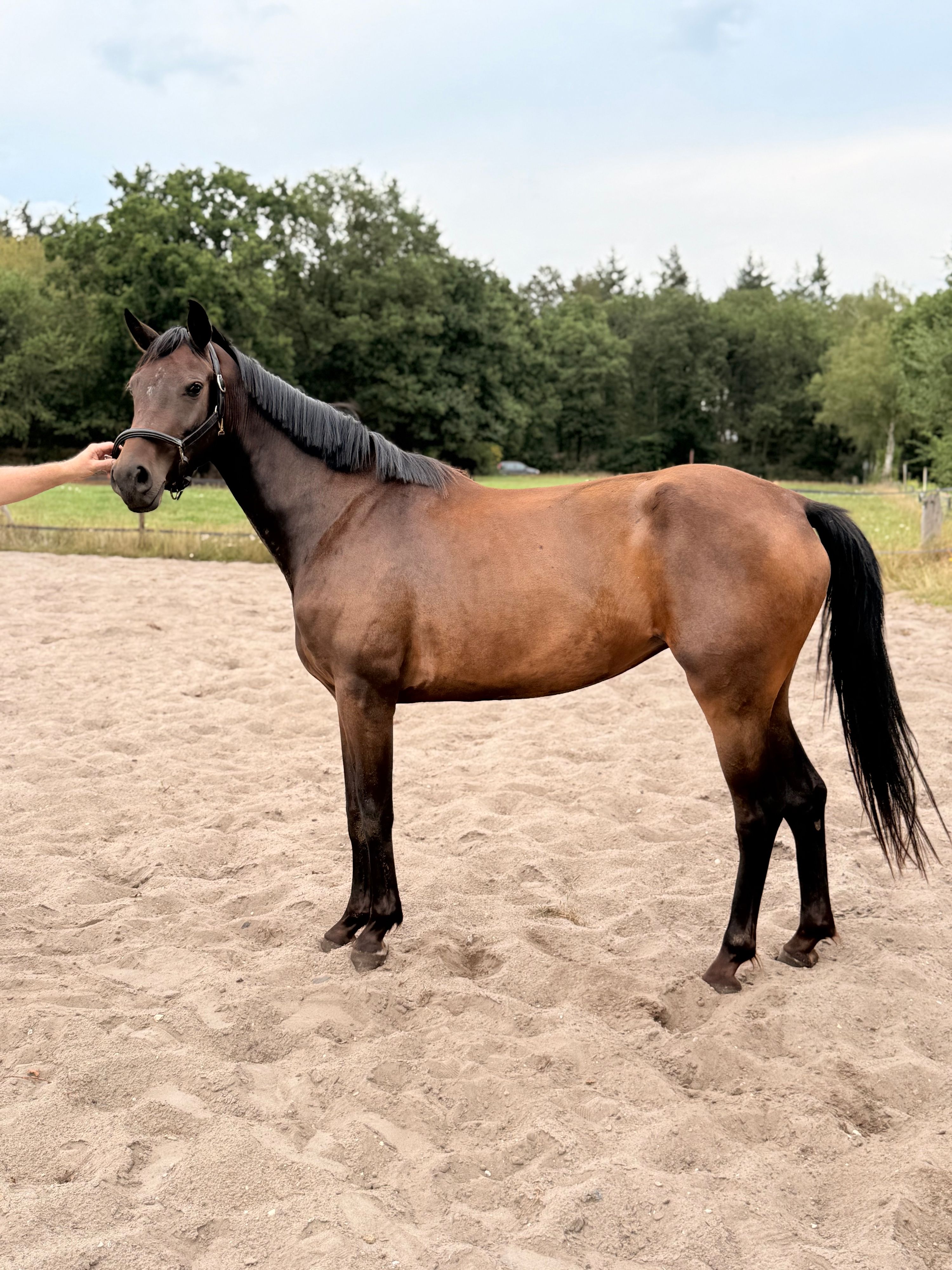 nrps springpaard merrie 4 岁 donkerbruin 出售 - 照片 5