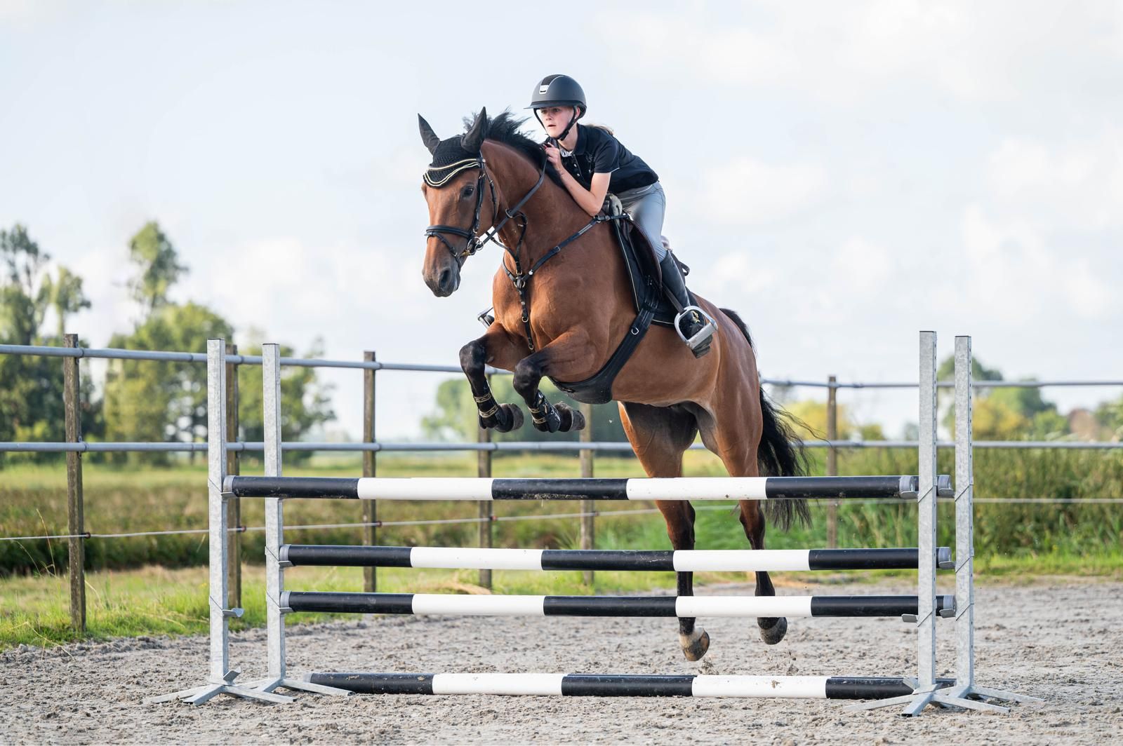 kwpn springpaard merrie 13 years old bruin for sale - Photo 2