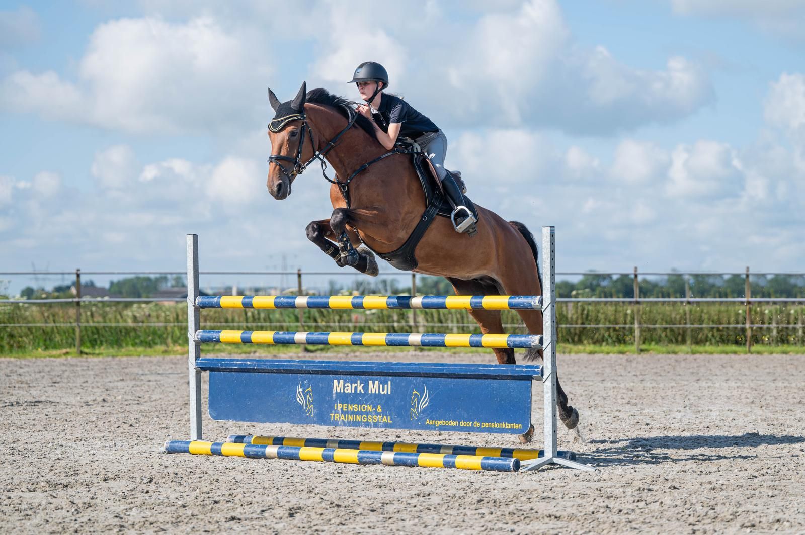 kwpn springpaard merrie 13 years old bruin for sale - Photo 3