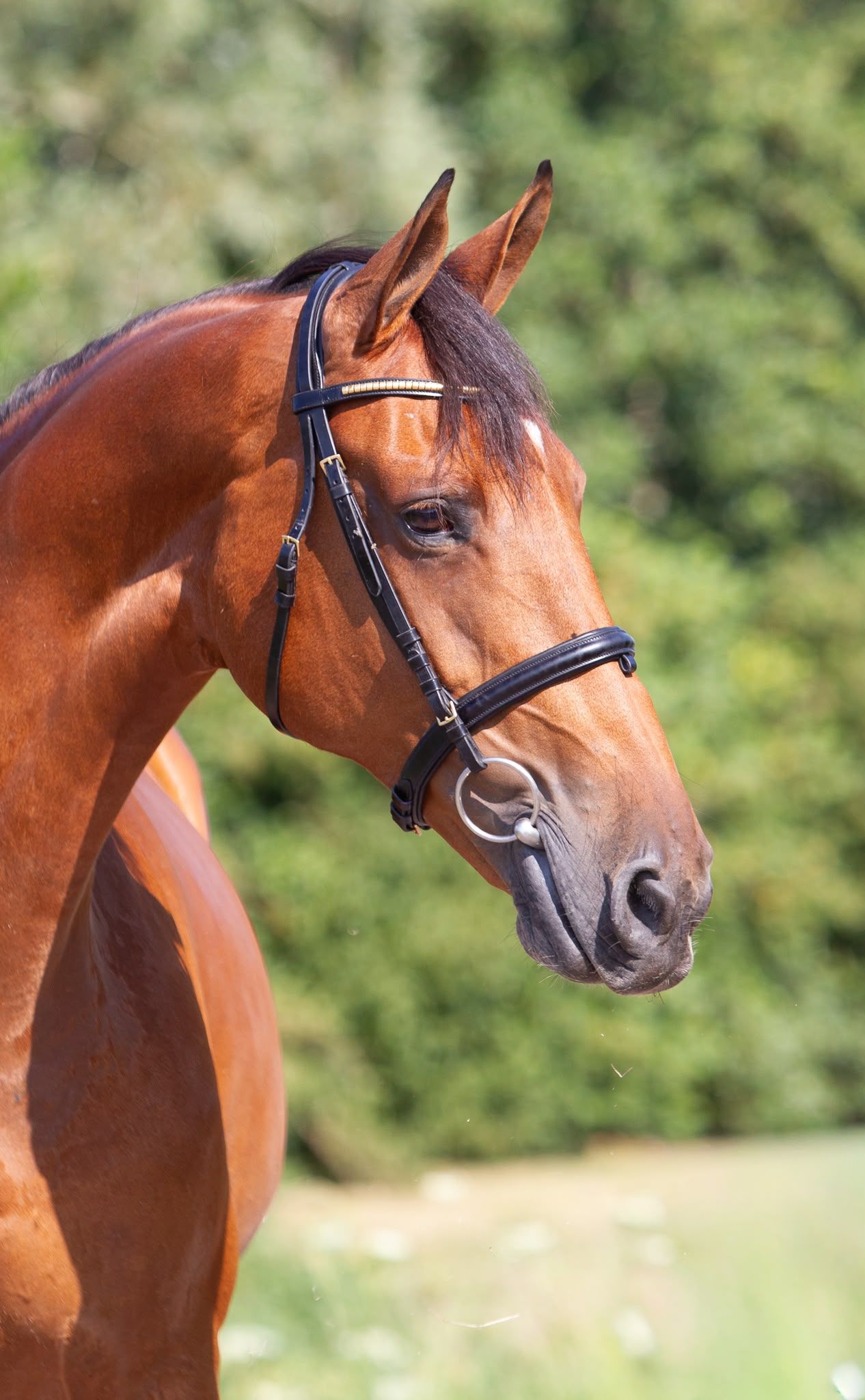 kwpn springpaard merrie 13 years old bruin for sale - Photo 4