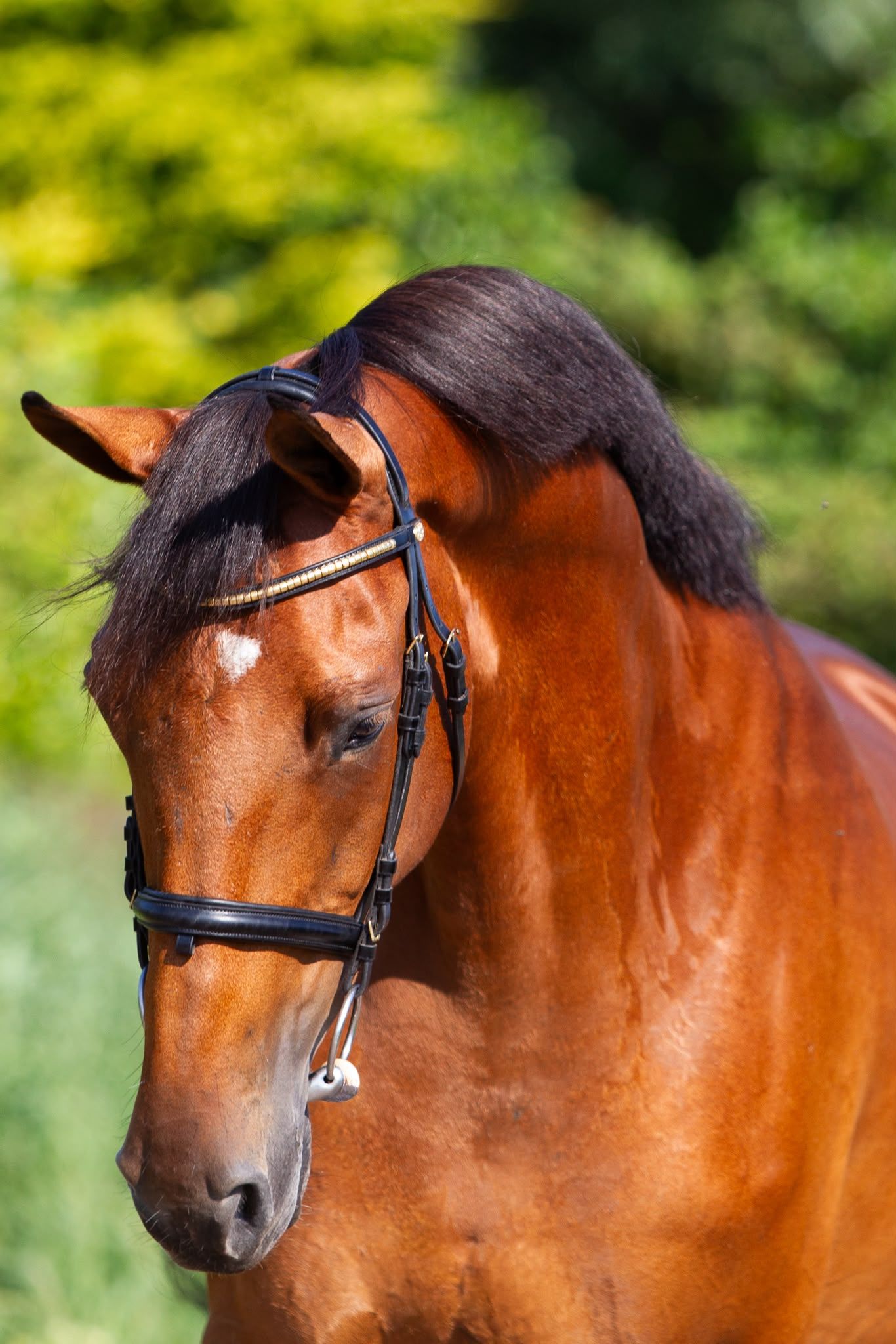kwpn springpaard merrie 13 years old bruin for sale - Photo 5
