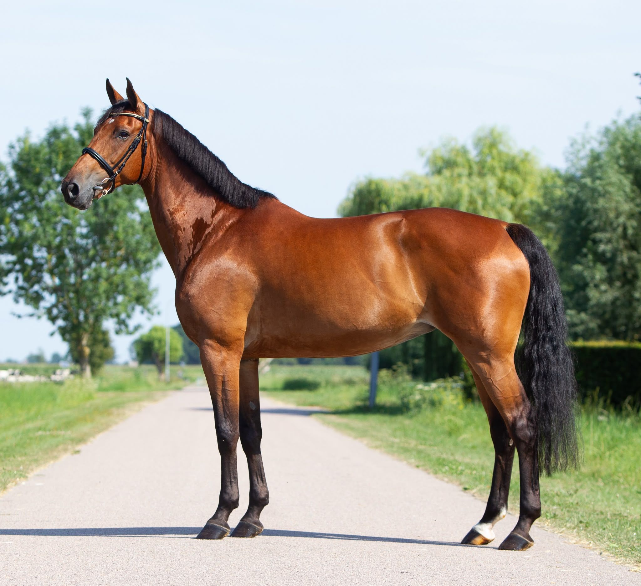 kwpn springpaard merrie 13 years old bruin for sale - Photo 6