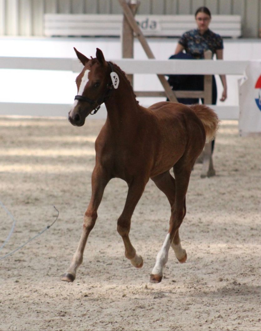 ✨ Golden Fairy ✨ — 1ste premie NRPS merrieveulen met uitstraling, karakter én kwaliteit