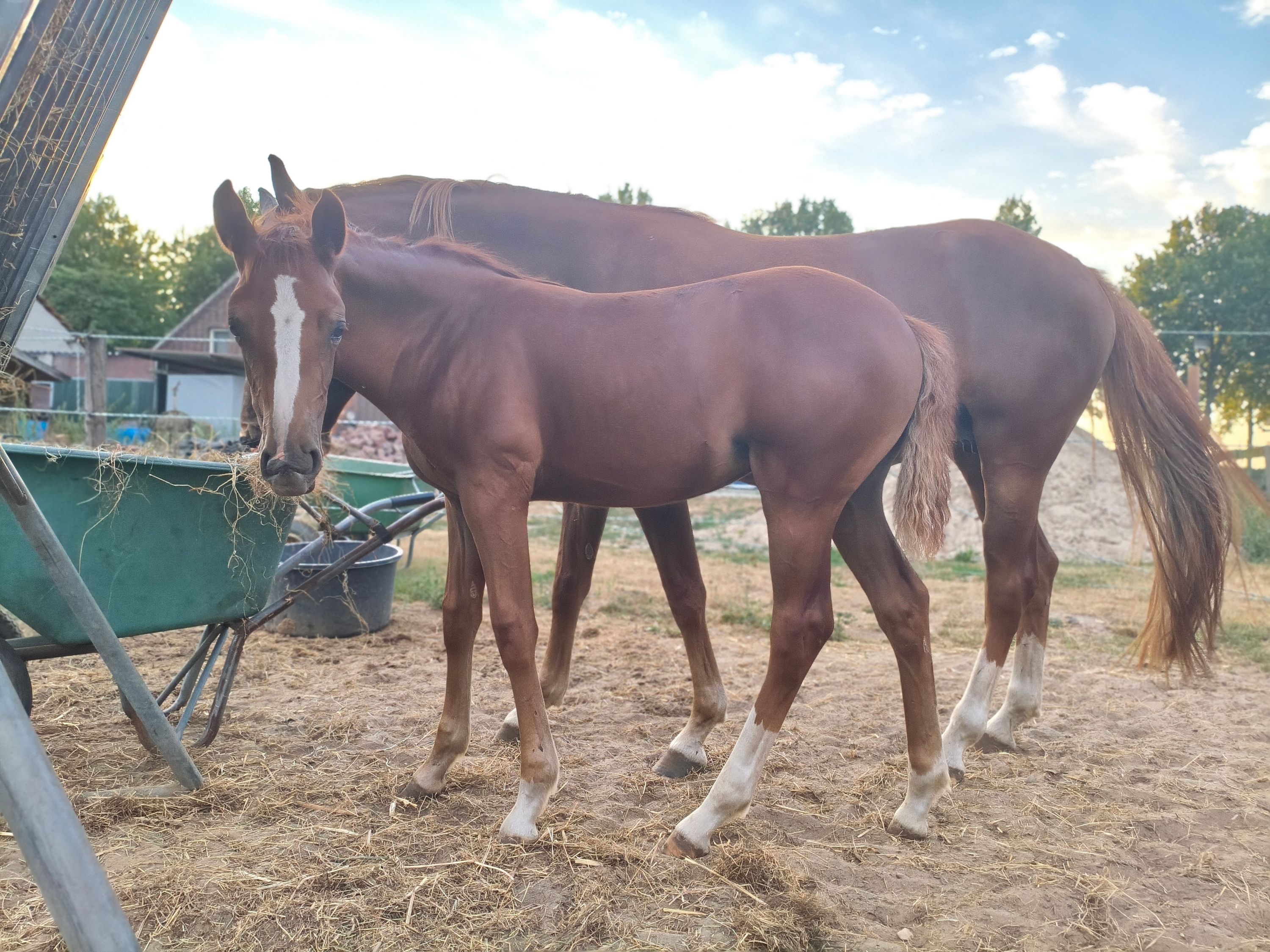 nrps allround-pony merrie 0 jaar te koop - Foto 6