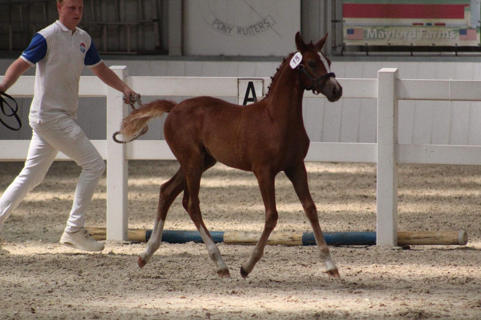 nrps allround-pony merrie 0 jaar te koop - Foto 2
