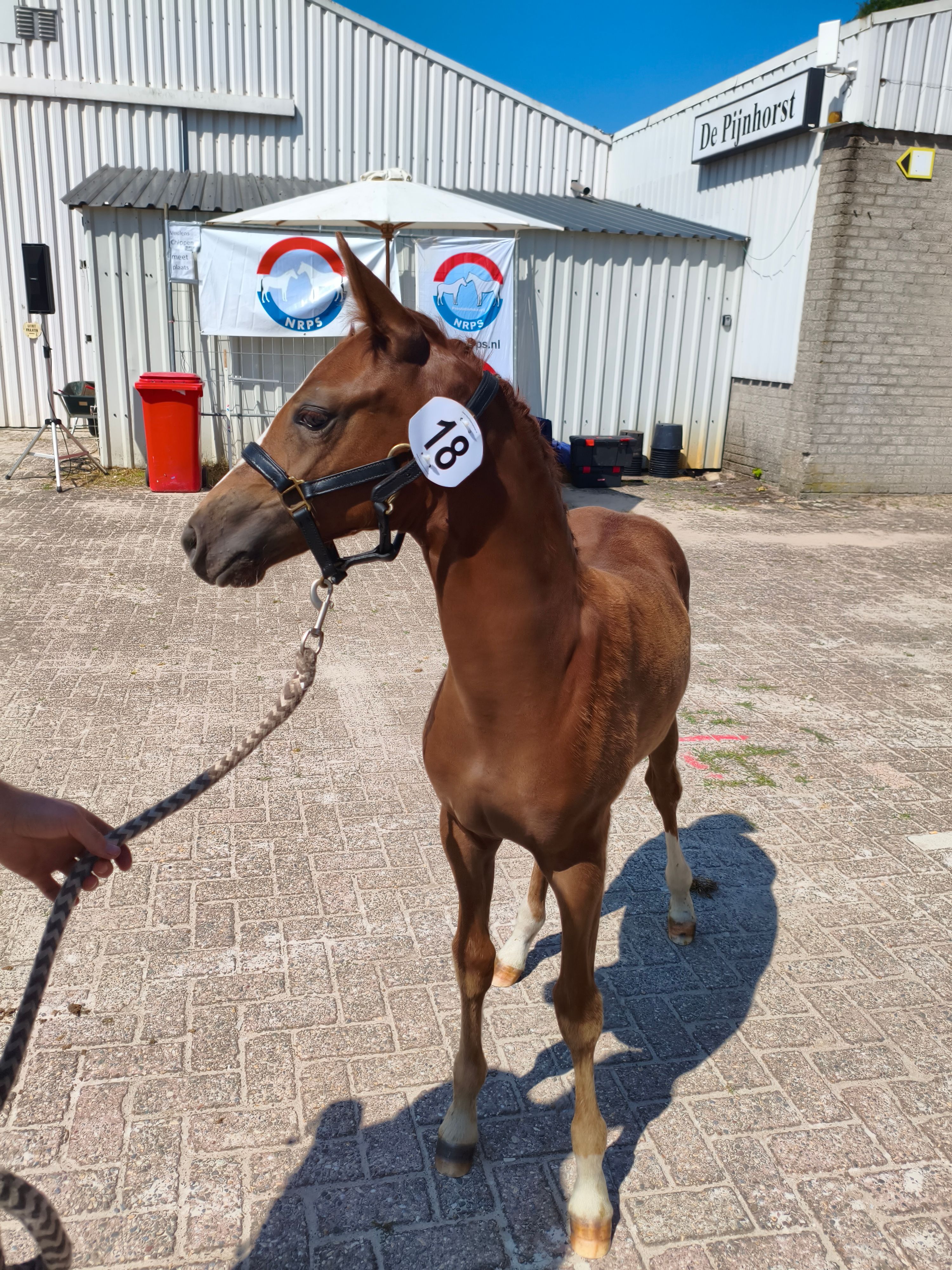 nrps allround-pony merrie 0 jaar te koop - Foto 4