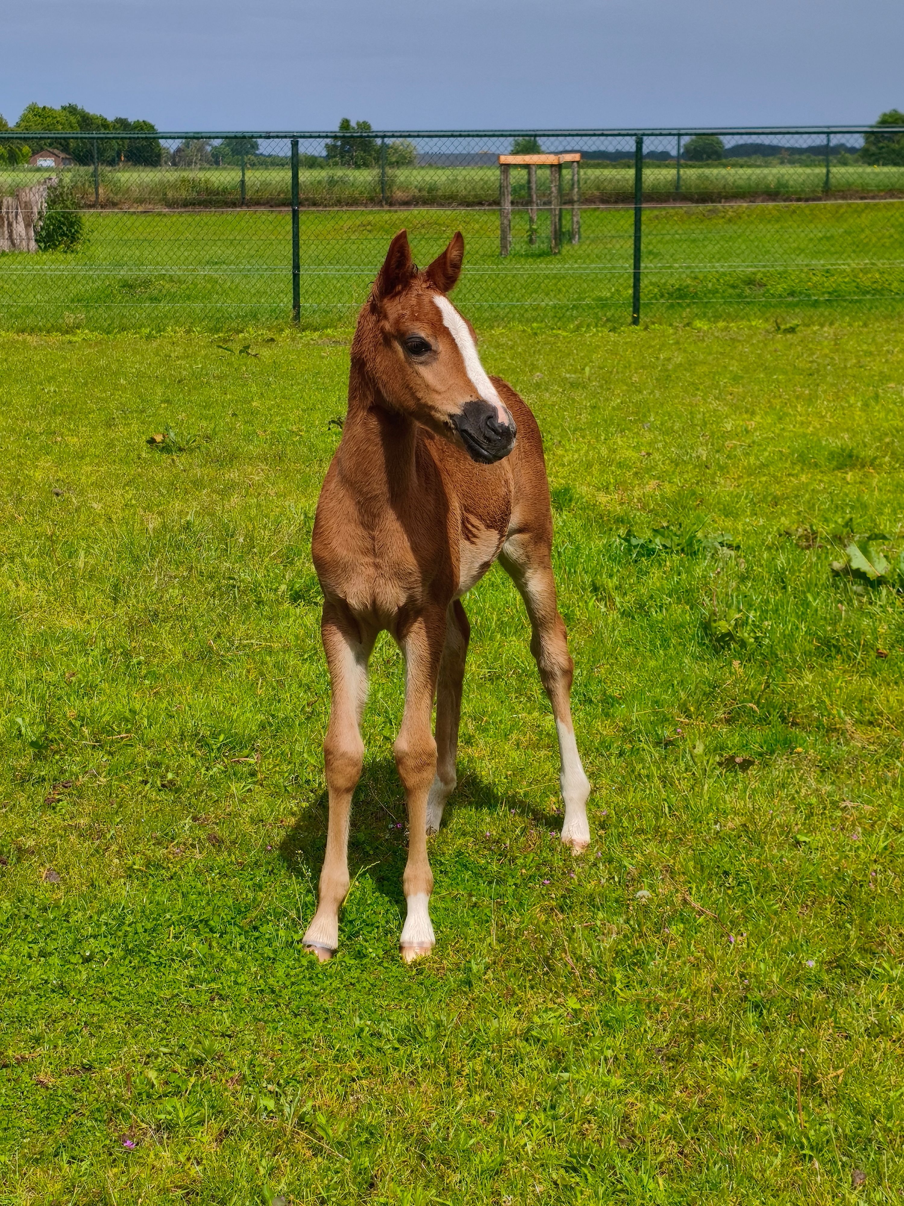 nrps allround-pony merrie 0 jaar te koop - Foto 5