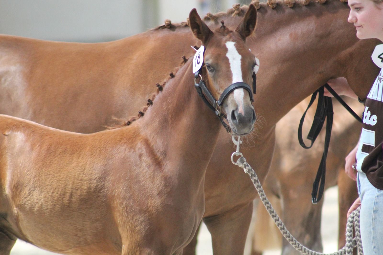 nrps allround-pony merrie 0 jaar te koop - Foto 3