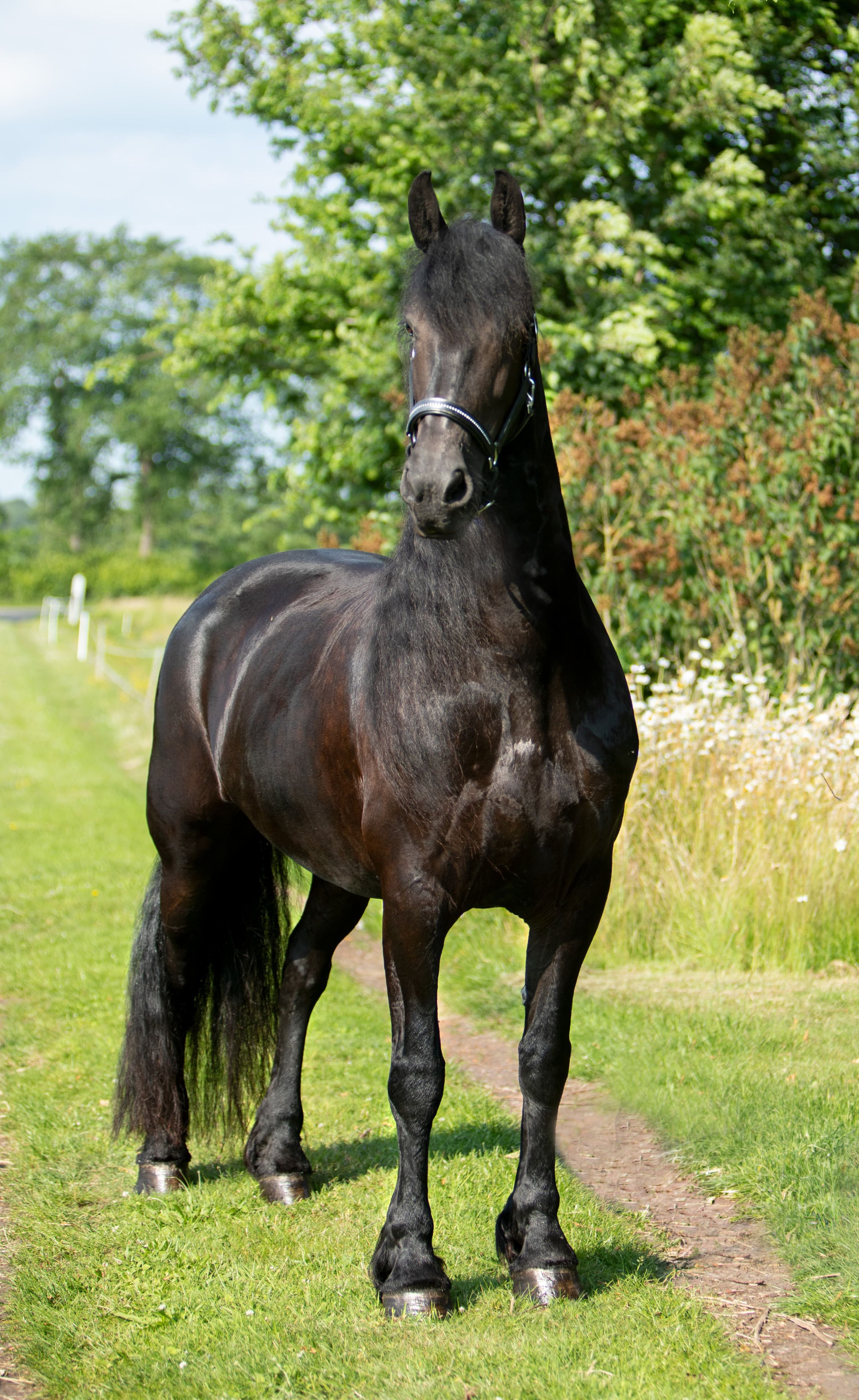 dressuurpaard merrie 8 rokov zwart na predaj - Foto 3