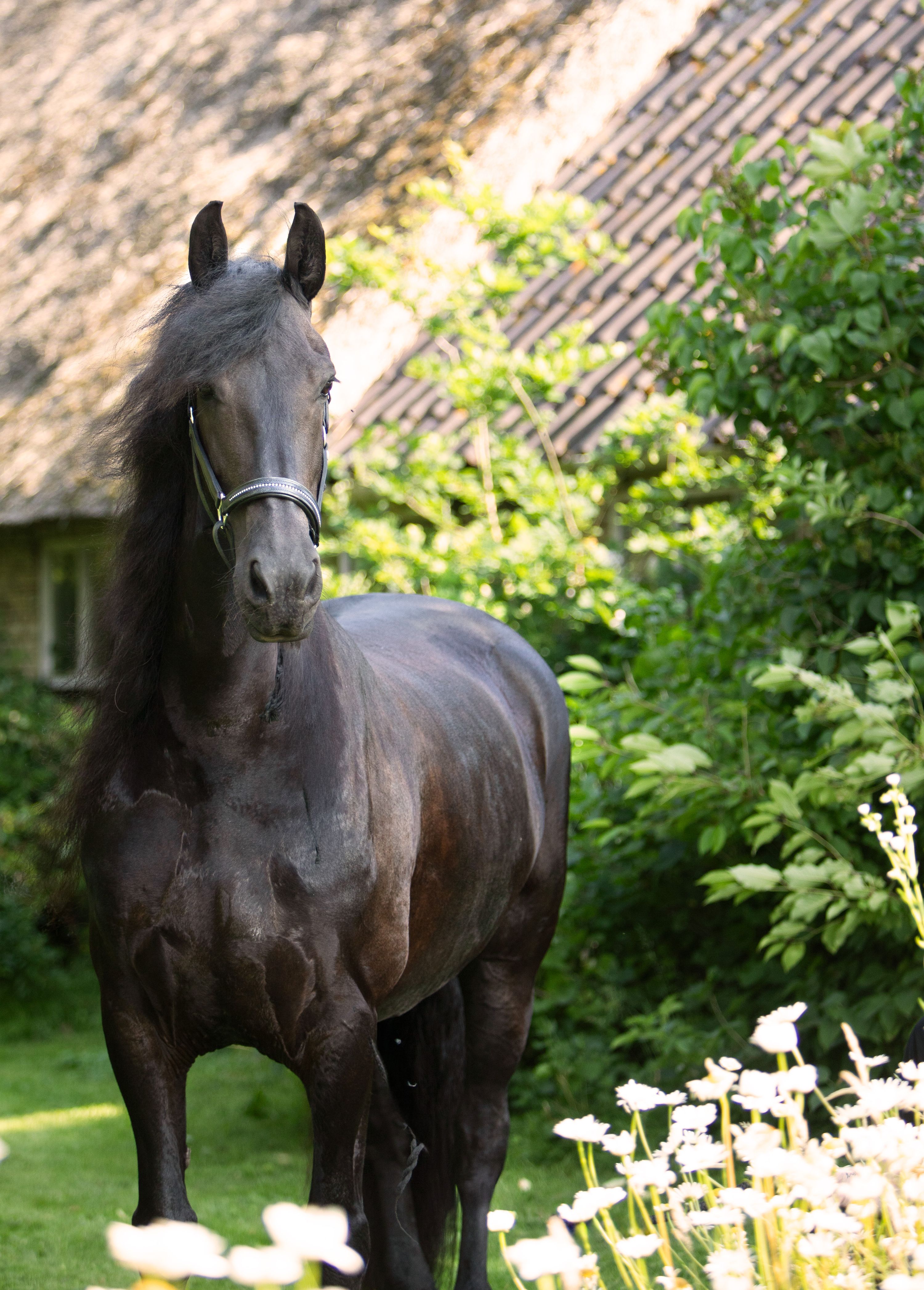 dressuurpaard merrie 8 rokov zwart na predaj - Foto 5