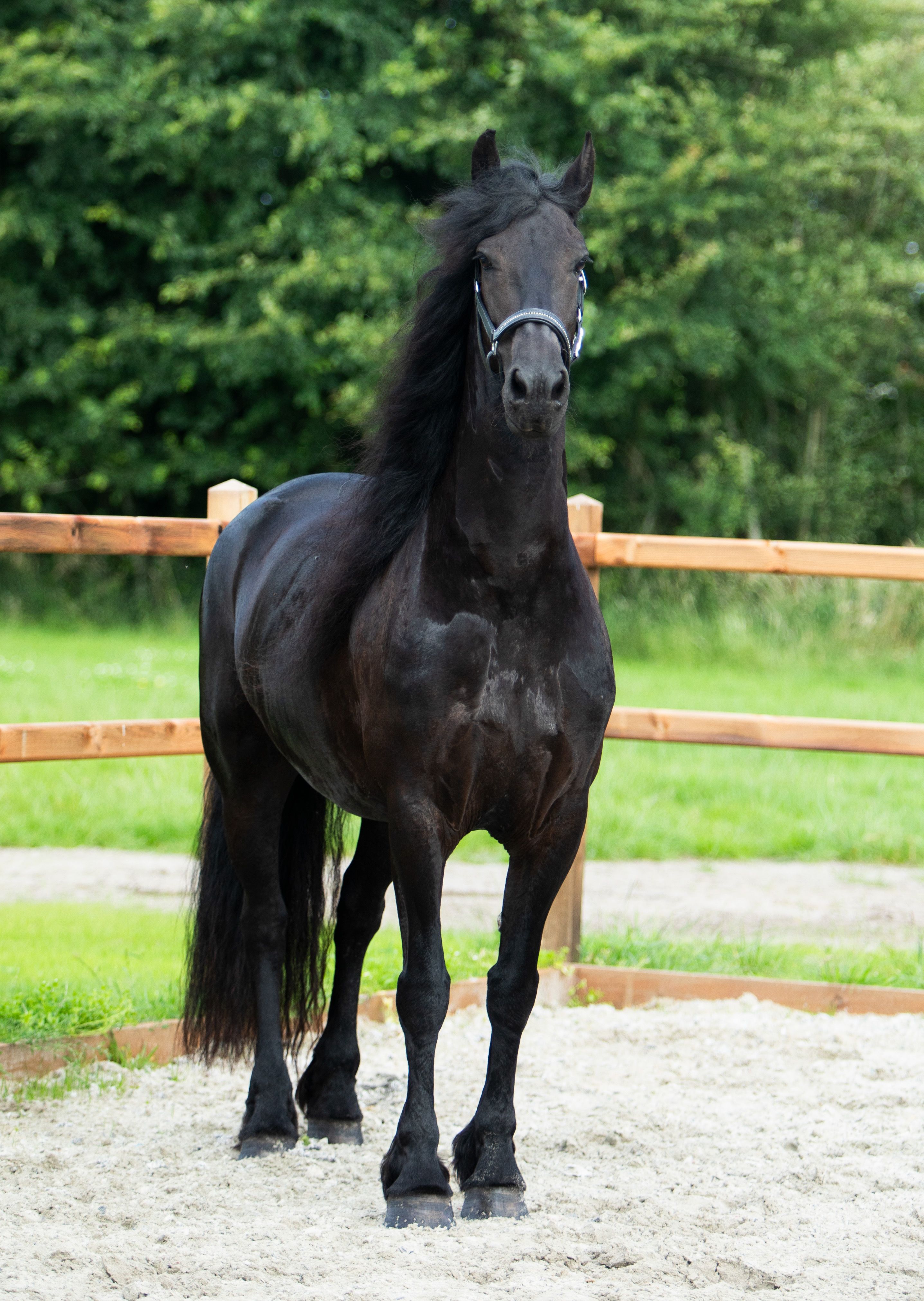 dressuurpaard merrie 8 rokov zwart na predaj - Foto 6