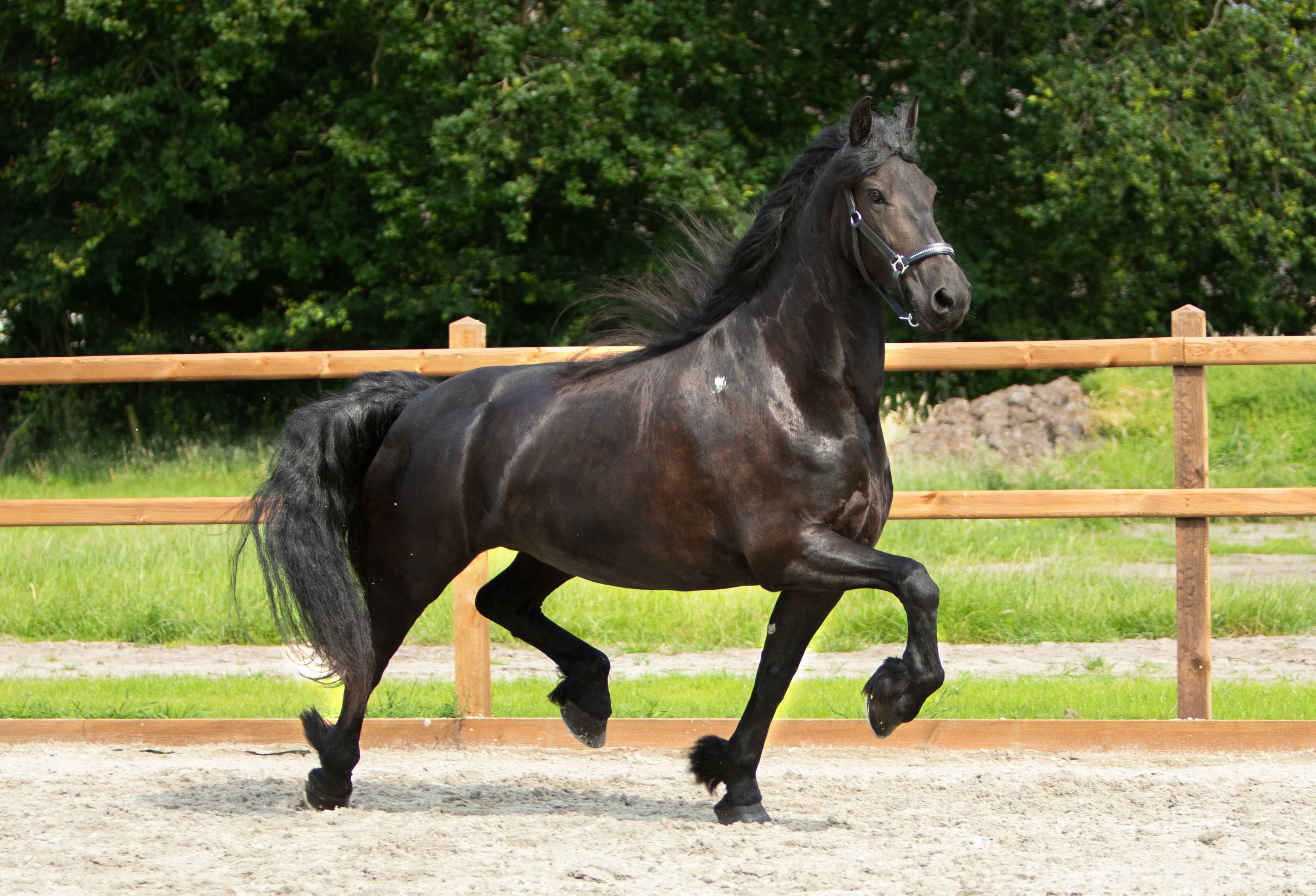 dressuurpaard merrie 8 rokov zwart na predaj - Foto 2