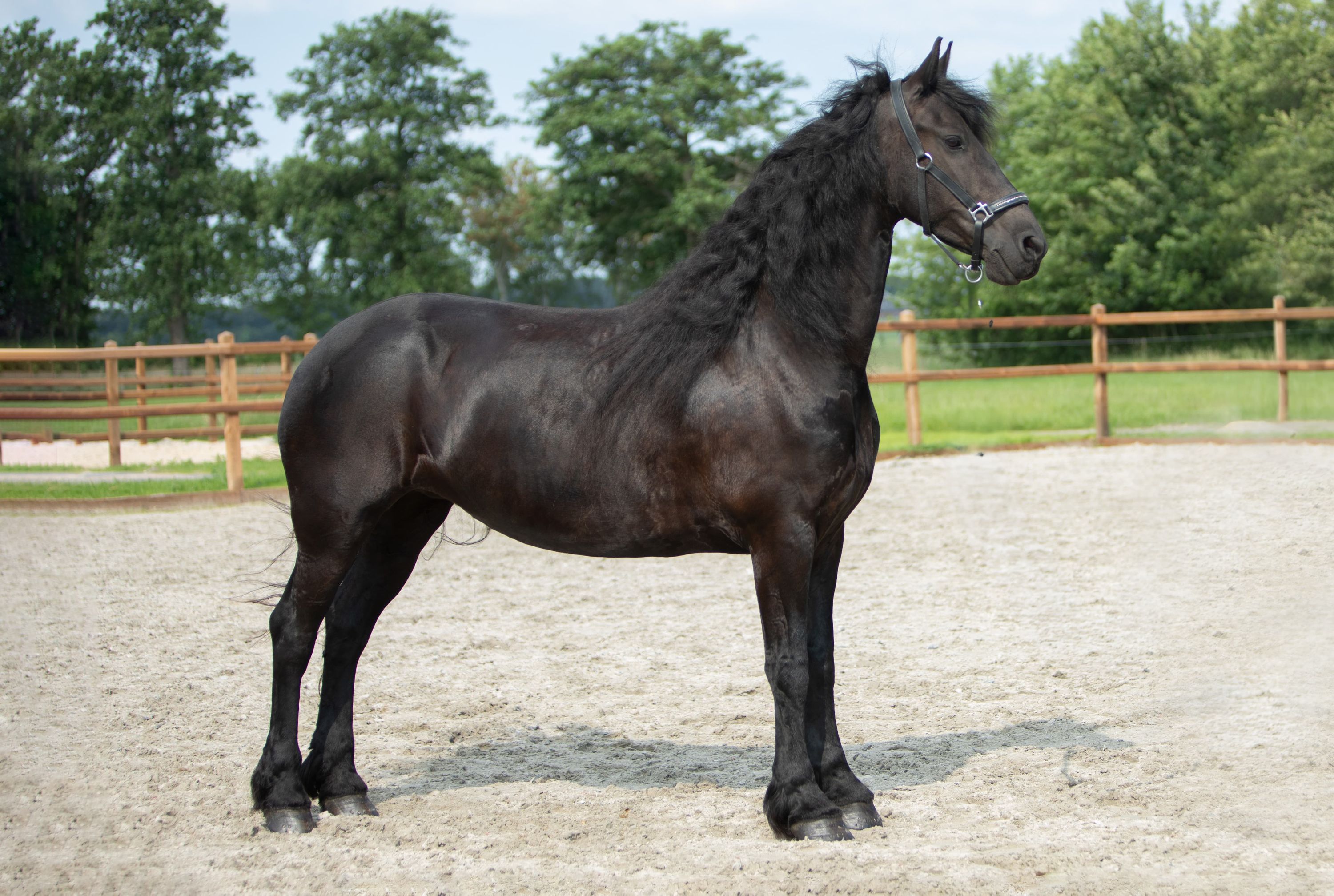 dressuurpaard merrie 8 rokov zwart na predaj - Foto 4