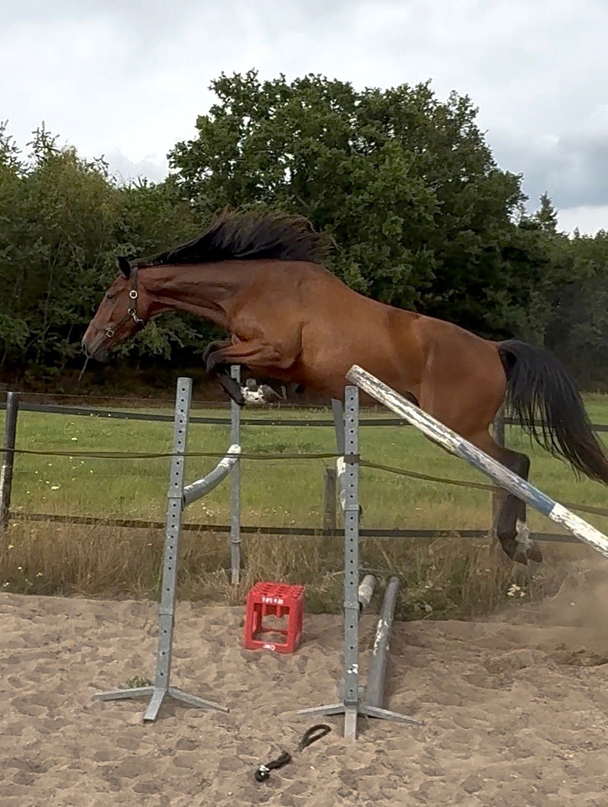 nrps springpaard ruin 3 år bruin till salu - Foto 2