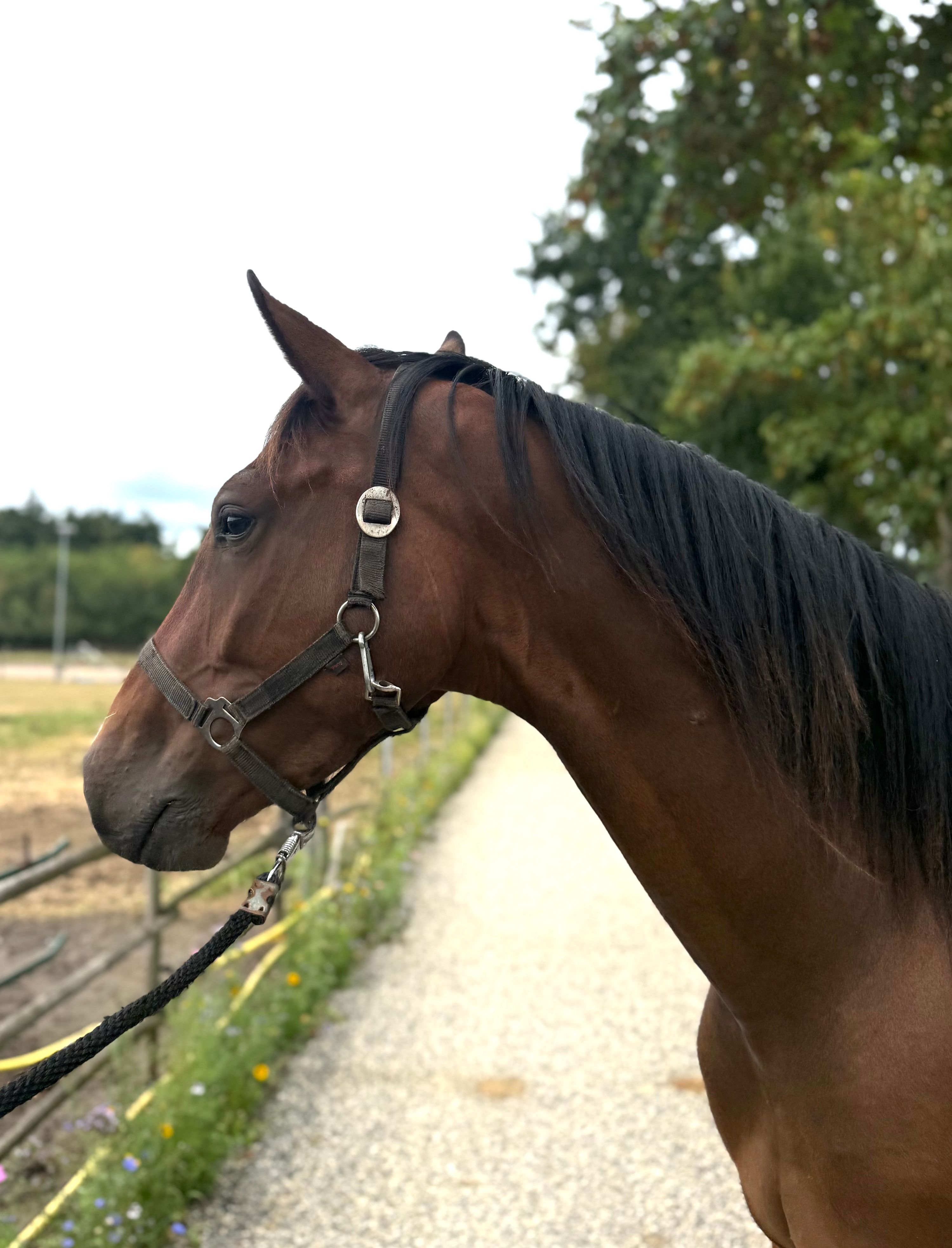 nrps springpaard ruin 3 år bruin till salu - Foto 3