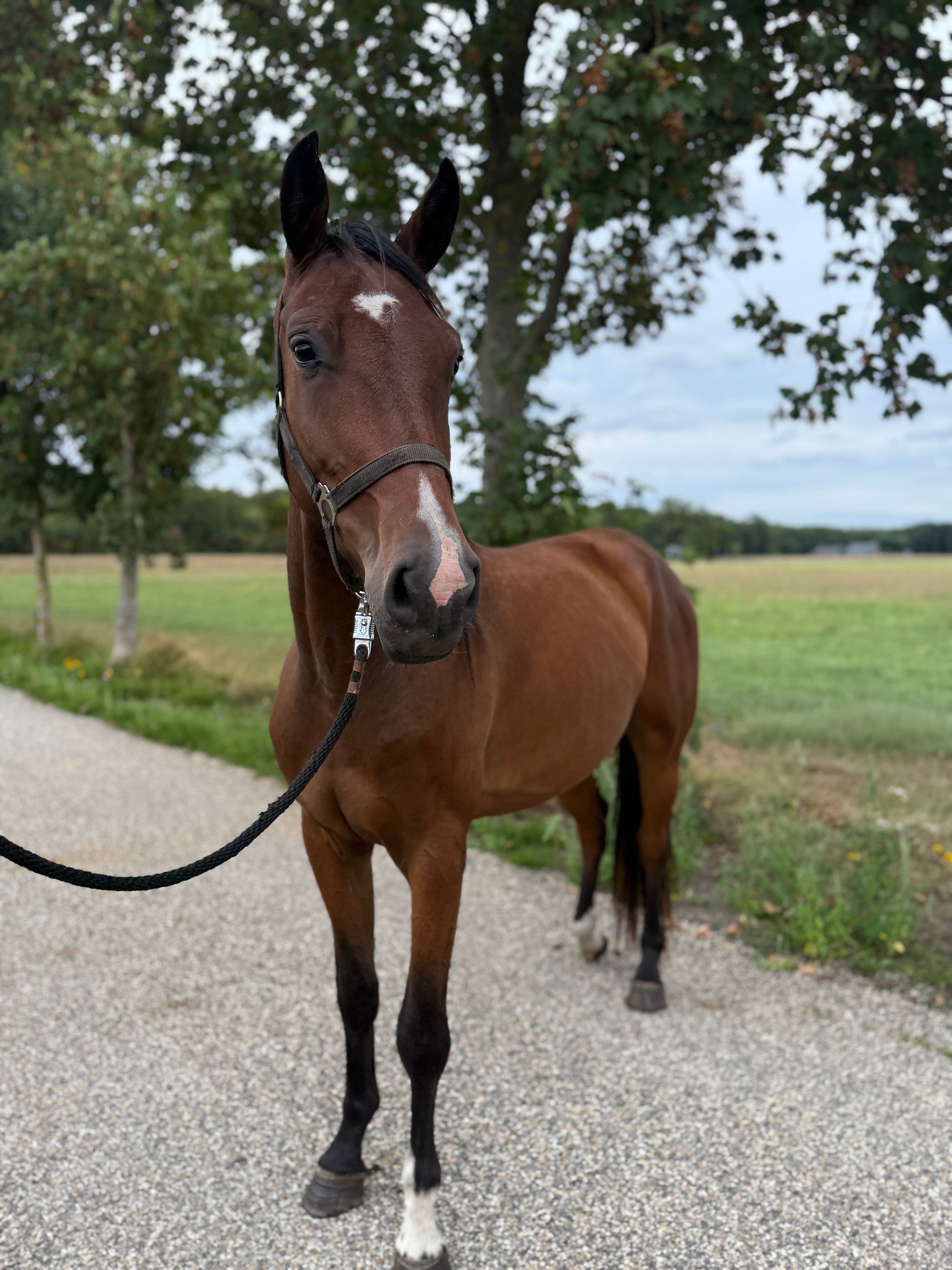 nrps springpaard ruin 3 år bruin till salu - Foto 4