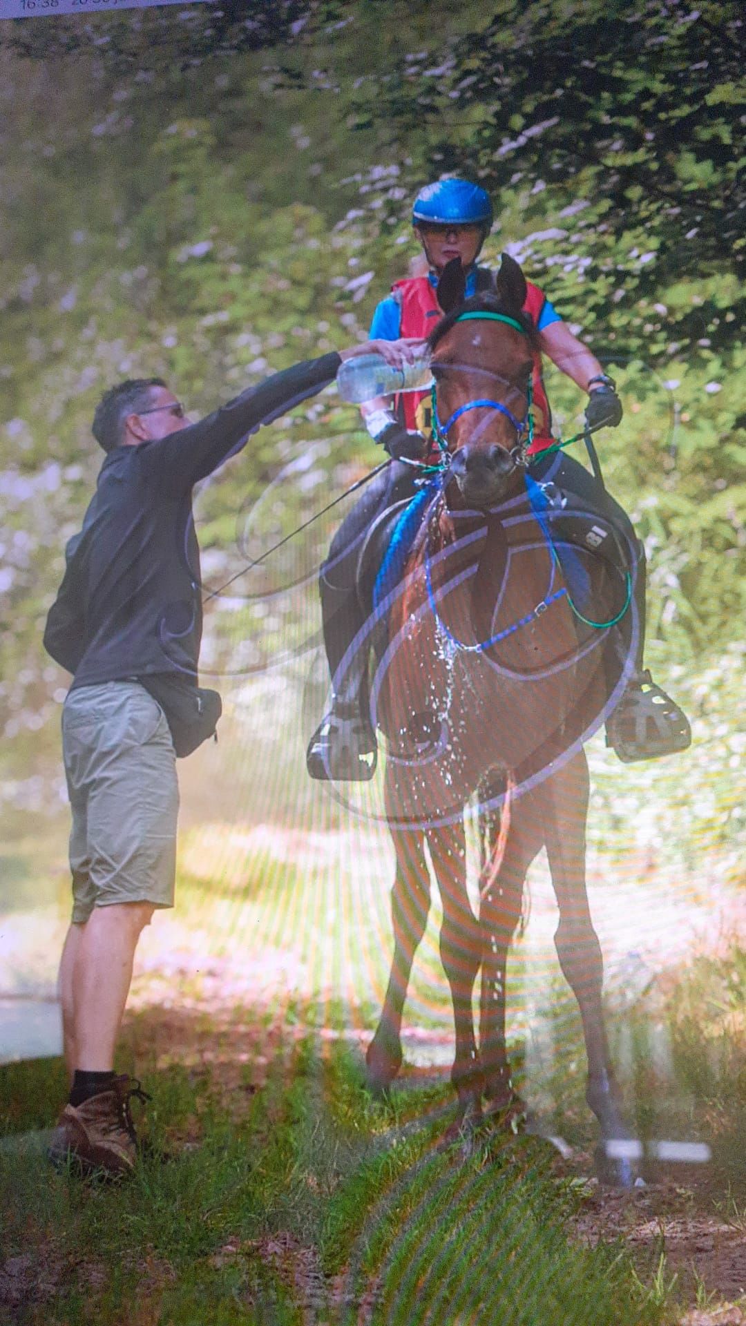 ander endurance-paard ruin 12 år bruin til salgs - Foto 6