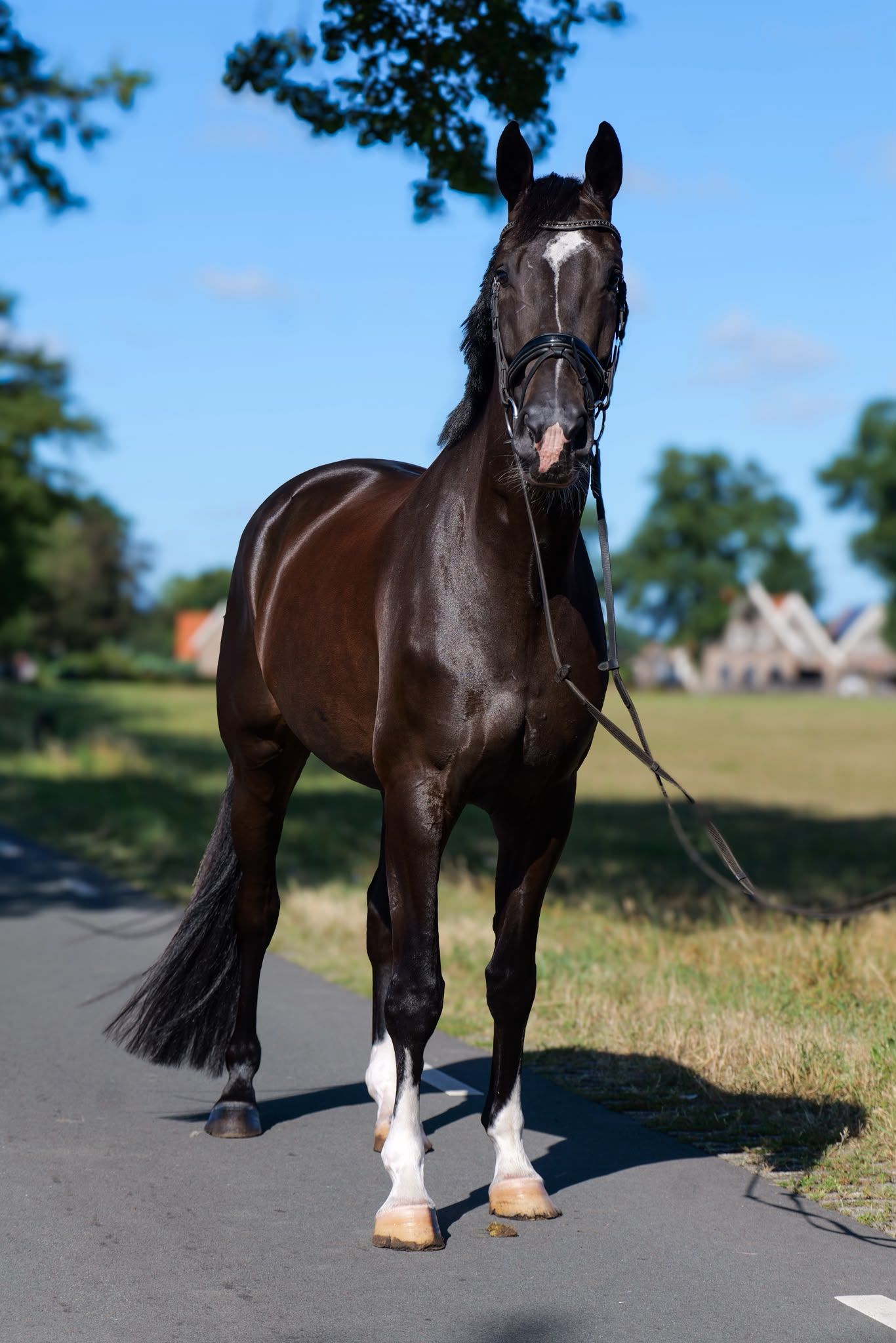 優れた7歳の馬場馬術用セン馬