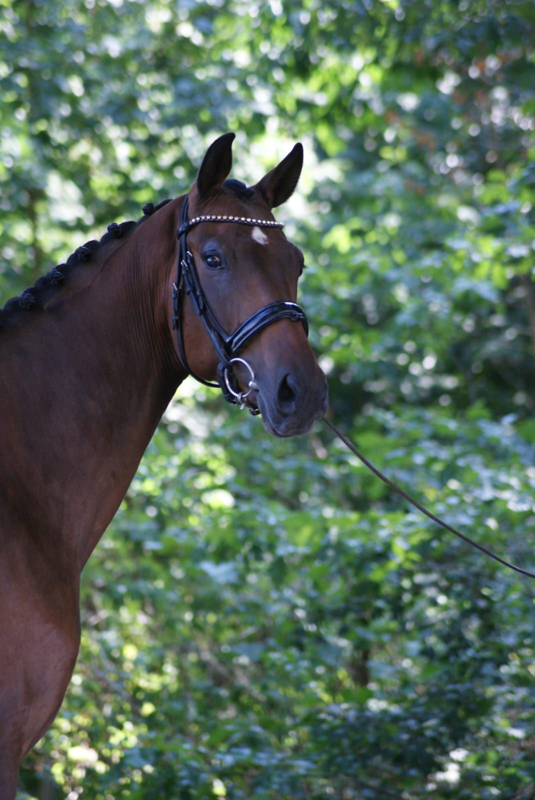 Onbeleerde knappe ruin