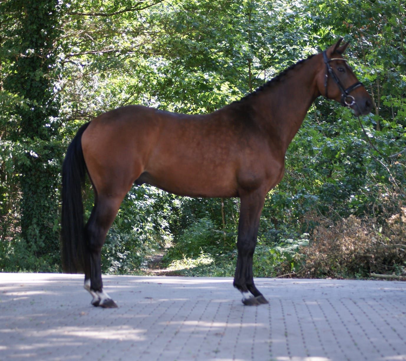 kwpn dressuurpaard ruin 3 years old bruin for sale - Photo 3