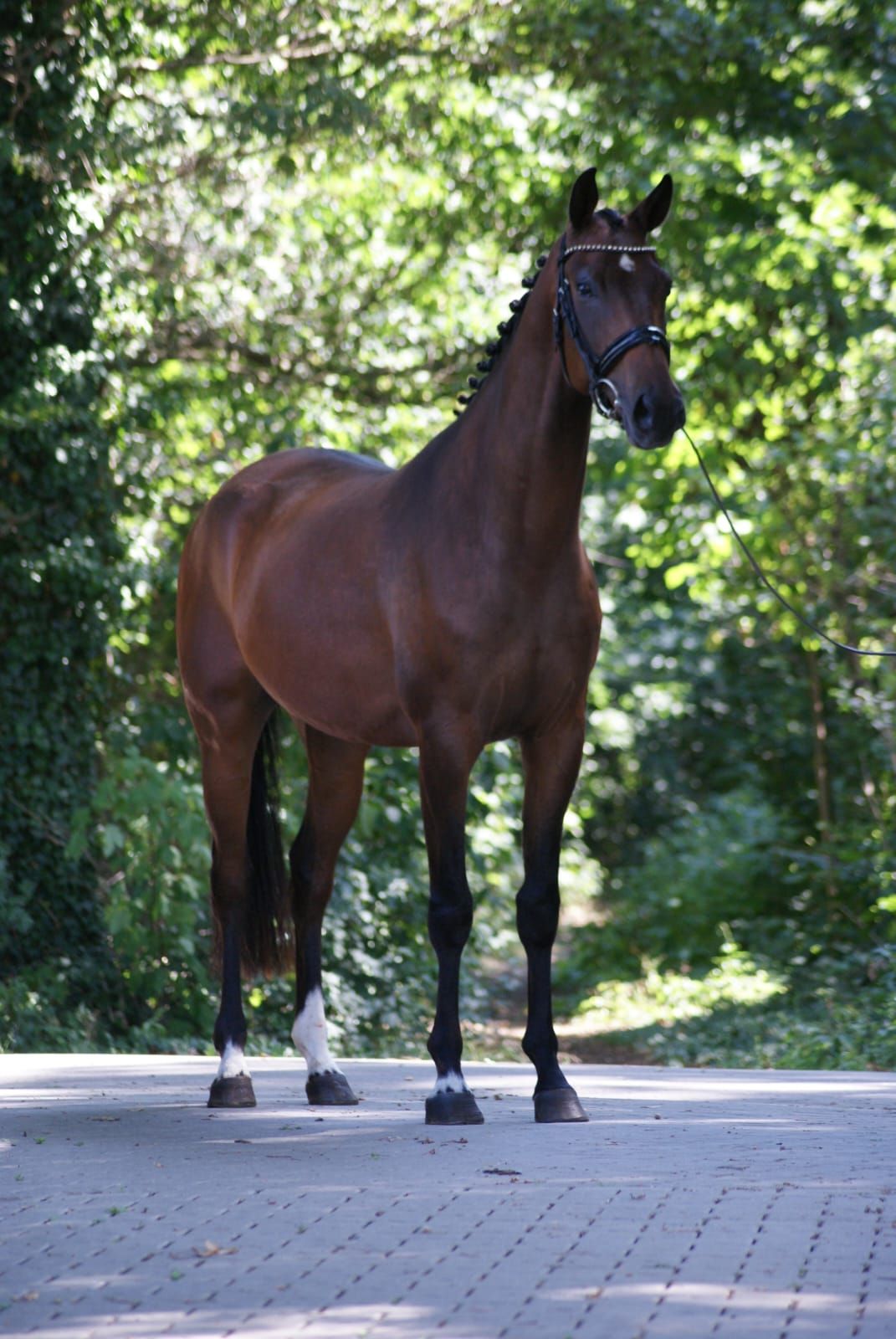 kwpn dressuurpaard ruin 3 years old bruin for sale - Photo 2
