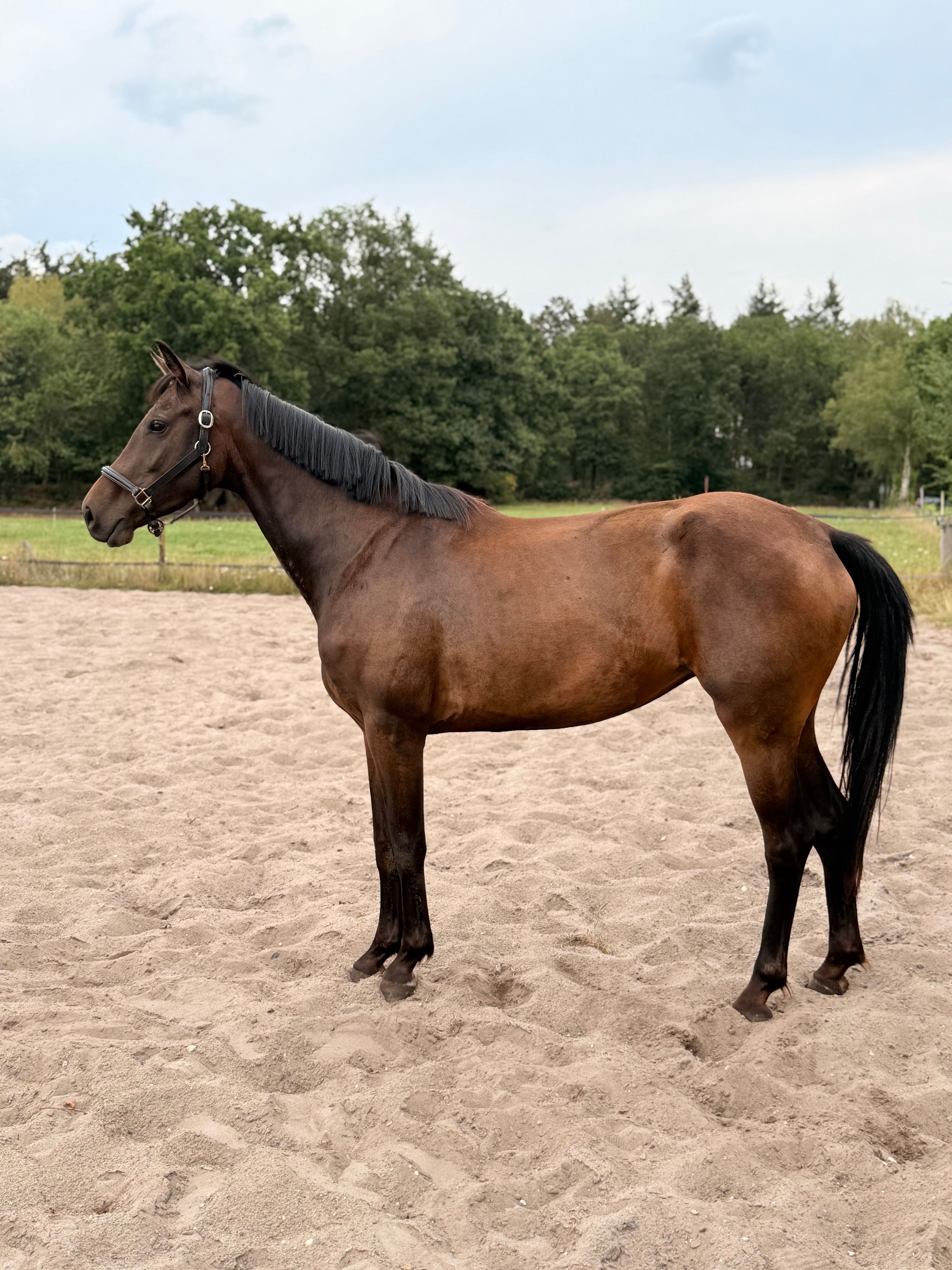 Talentfull hoppe