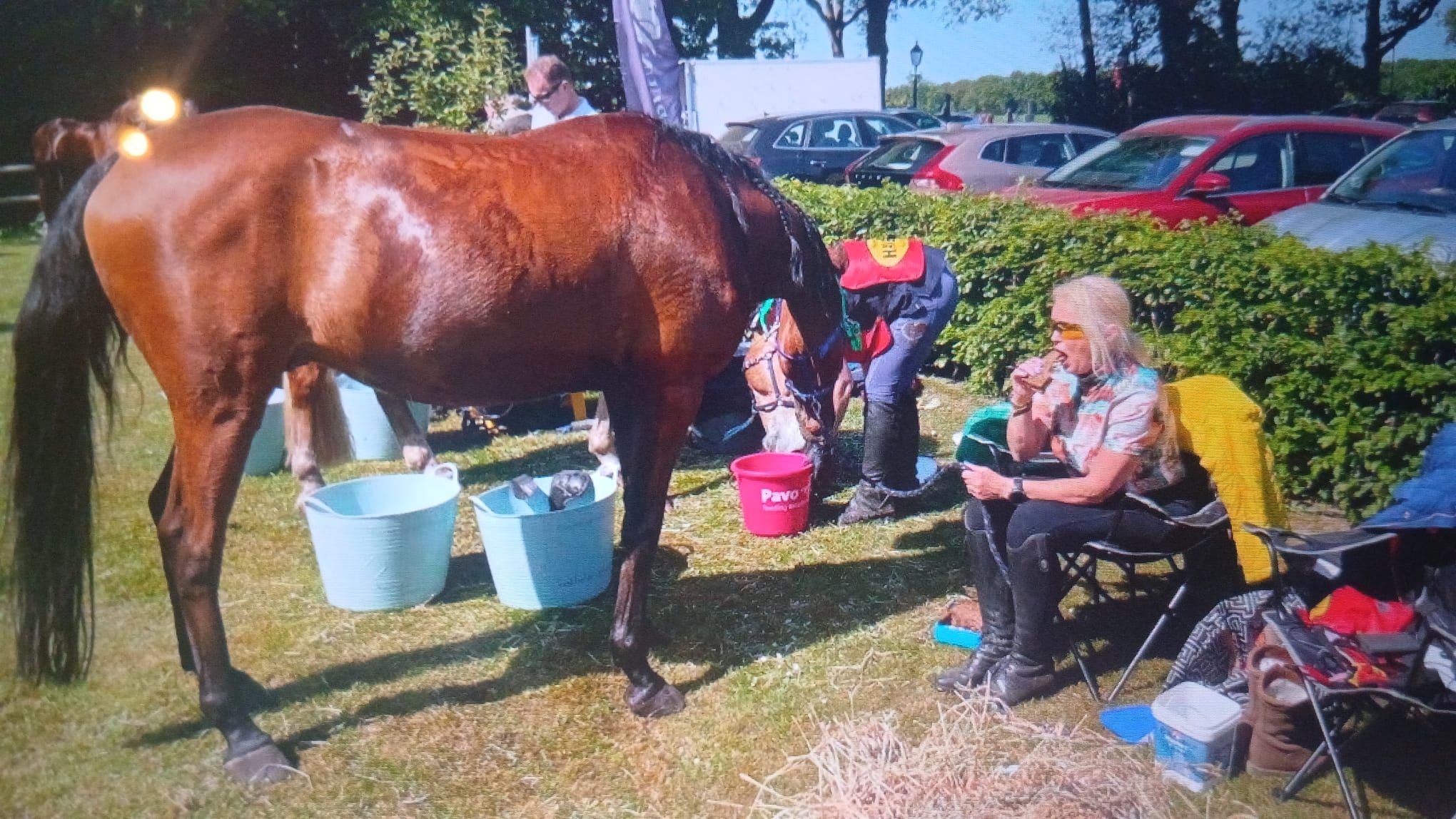 ander endurance-paard ruin 12 år bruin till salu - Foto 4