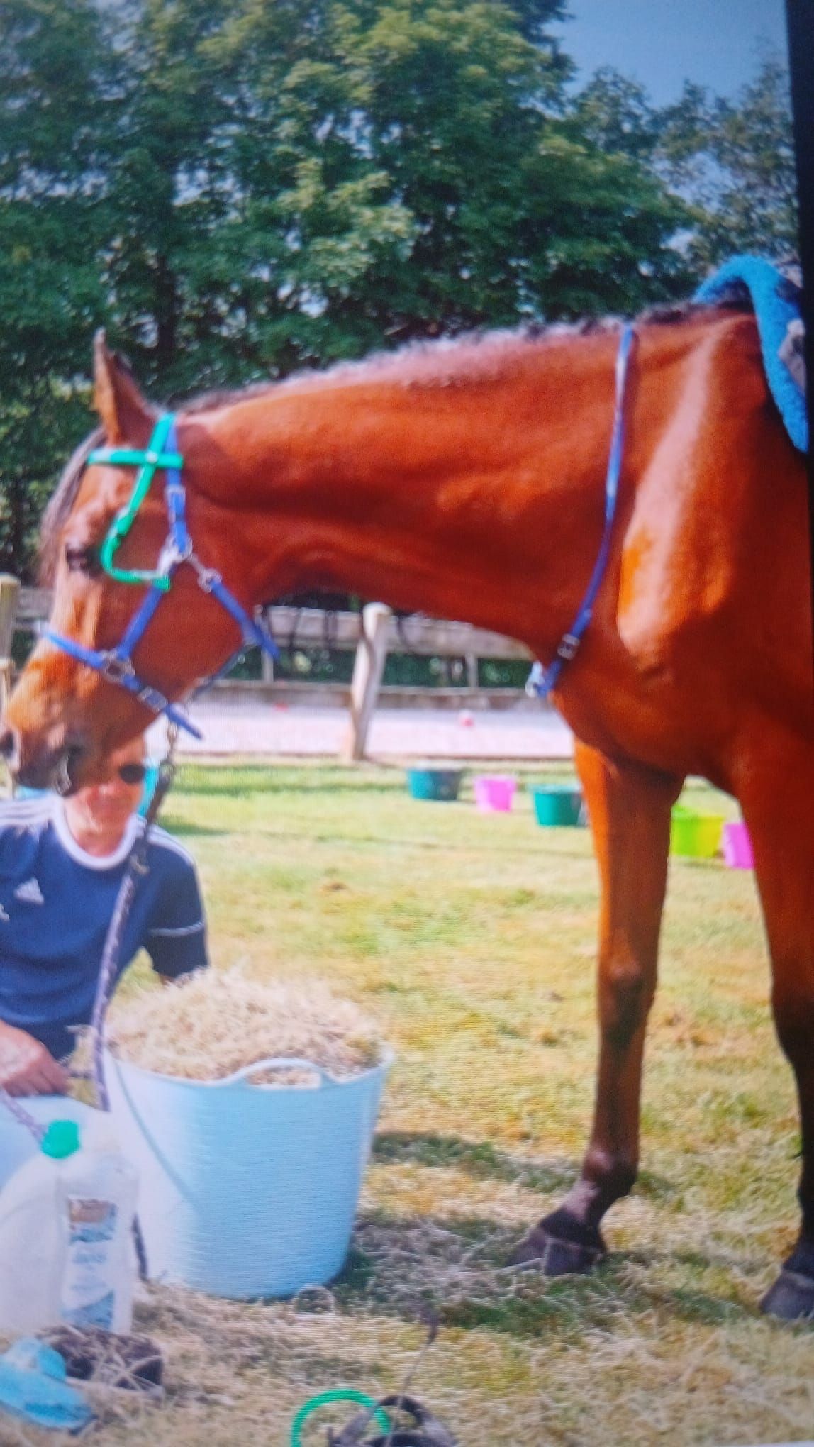 ander endurance-paard ruin 12 år bruin till salu - Foto 5