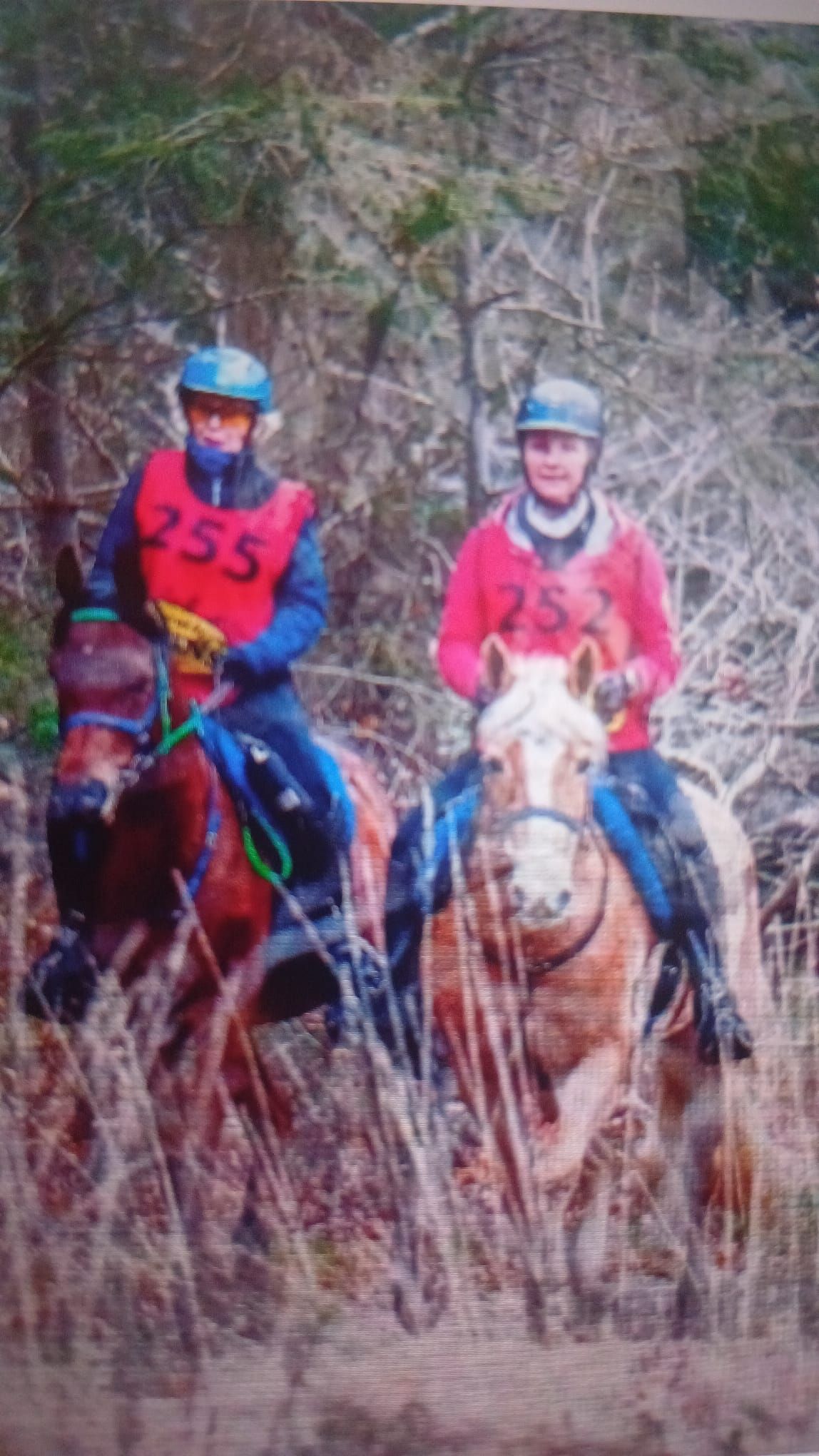 ander endurance-paard ruin 12 år bruin till salu - Foto 2