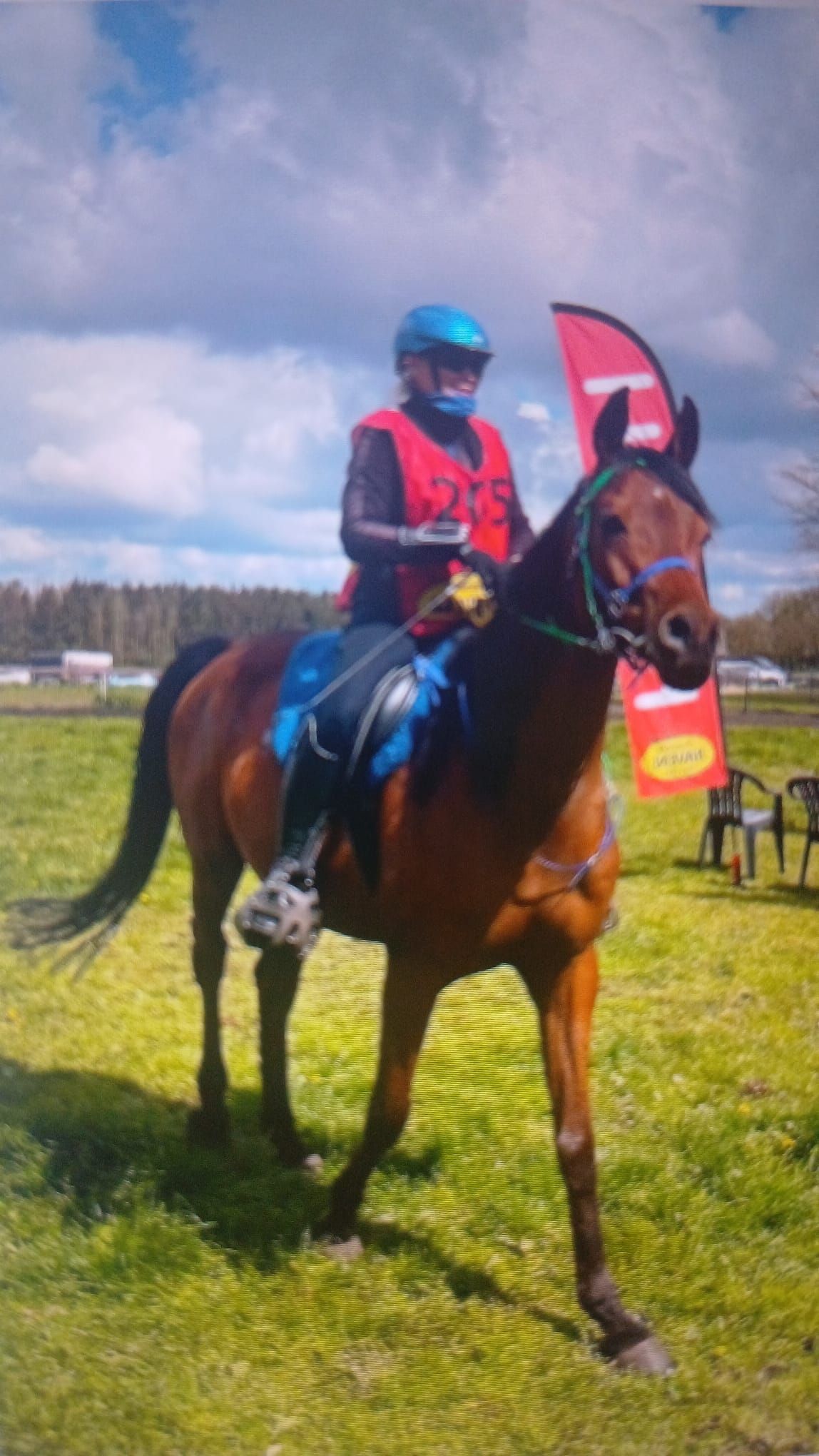 ander endurance-paard ruin 12 år bruin till salu - Foto 6