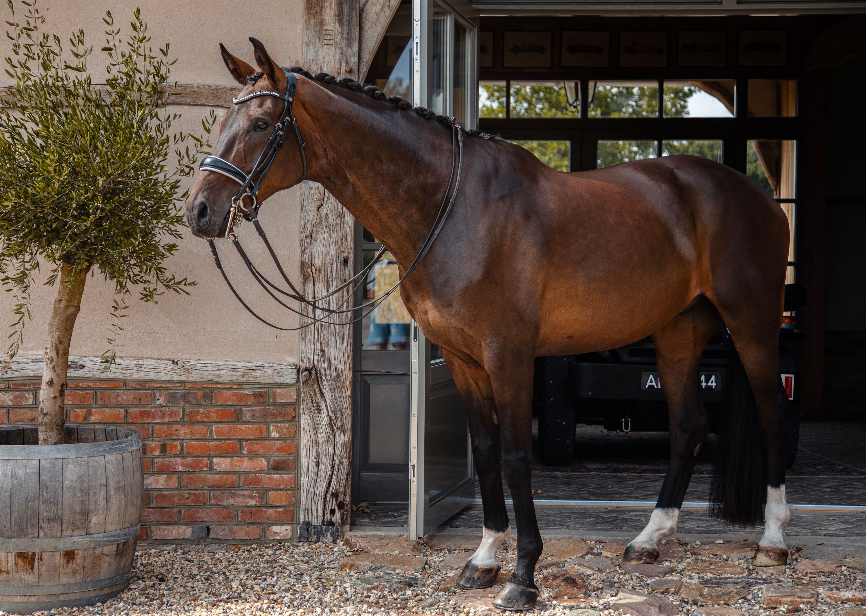 westfalen dressuurpaard ruin 9 years old donkerbruin for sale - Photo 2