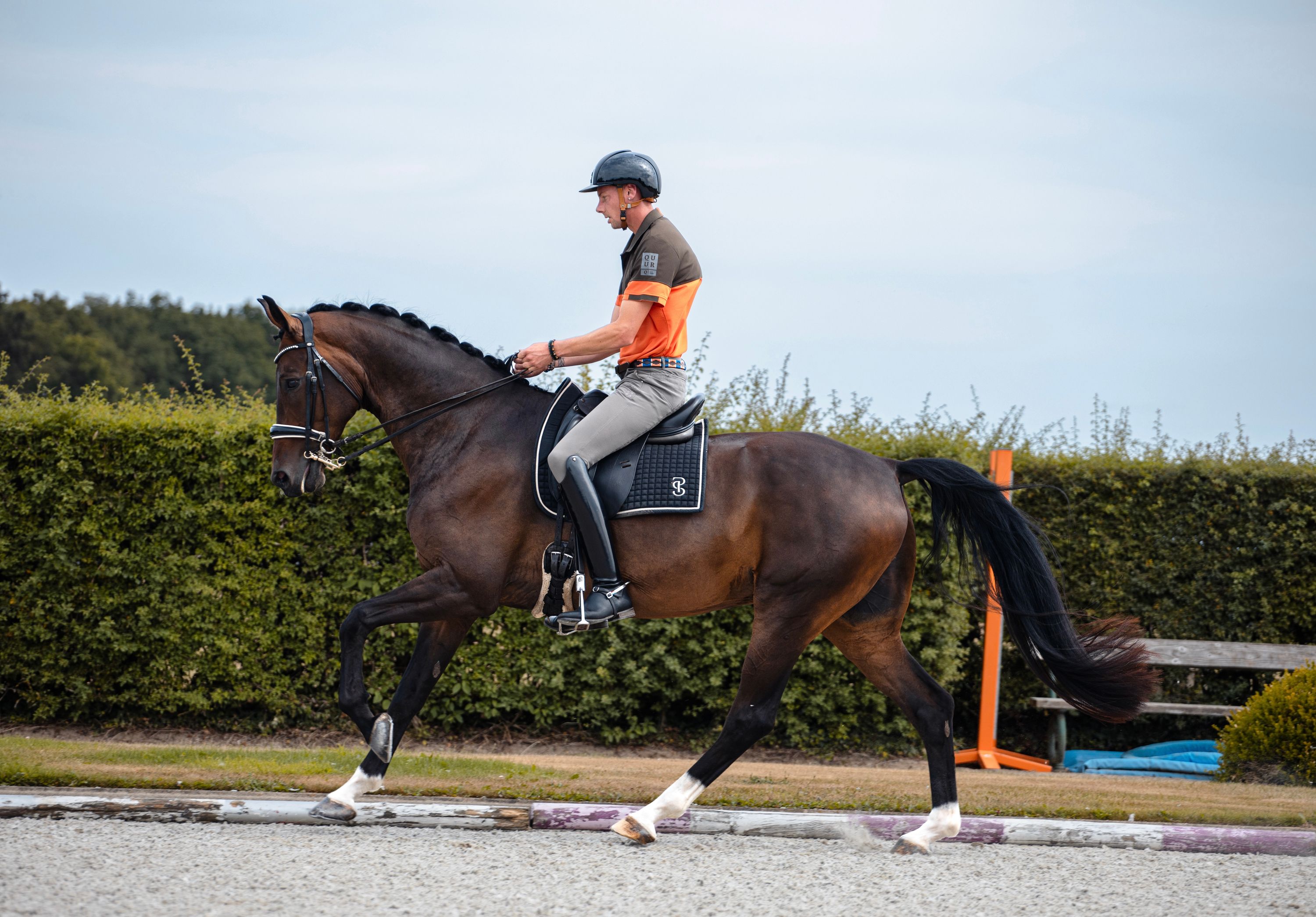 westfalen dressuurpaard ruin 9 years old donkerbruin for sale - Photo 4