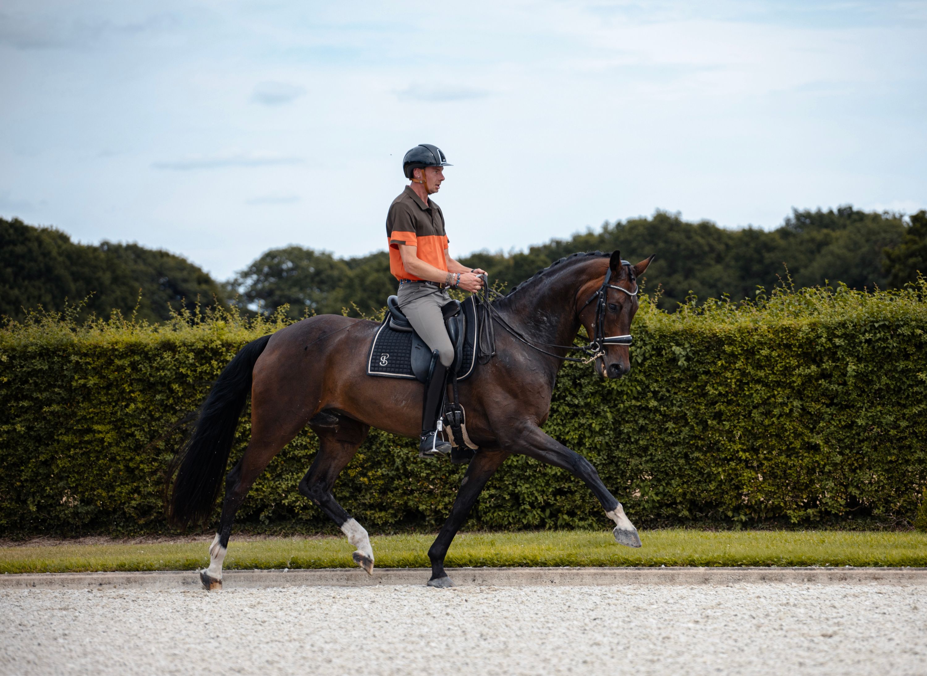 westfalen dressuurpaard ruin 9 years old donkerbruin for sale - Photo 6