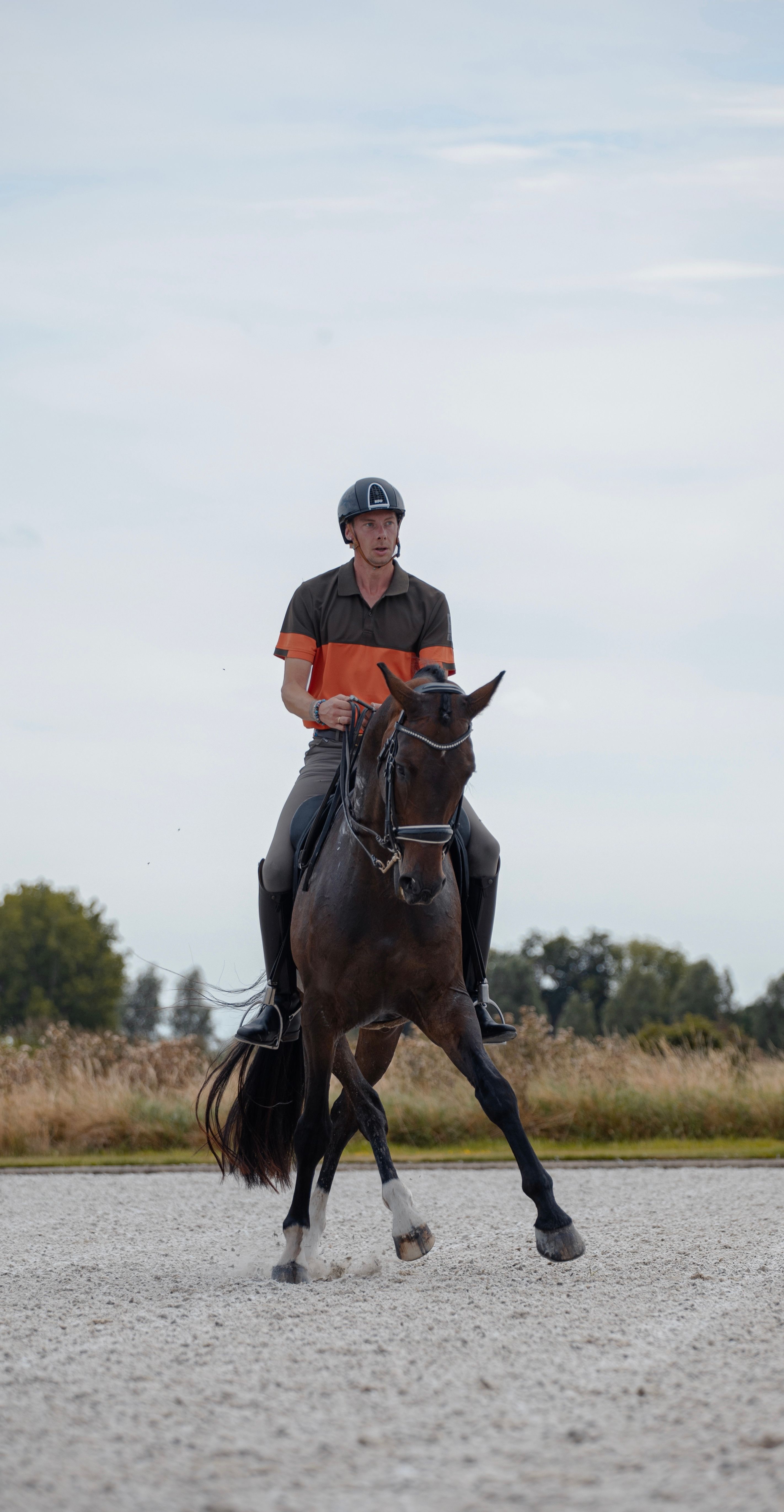 westfalen dressuurpaard ruin 9 years old donkerbruin for sale - Photo 5