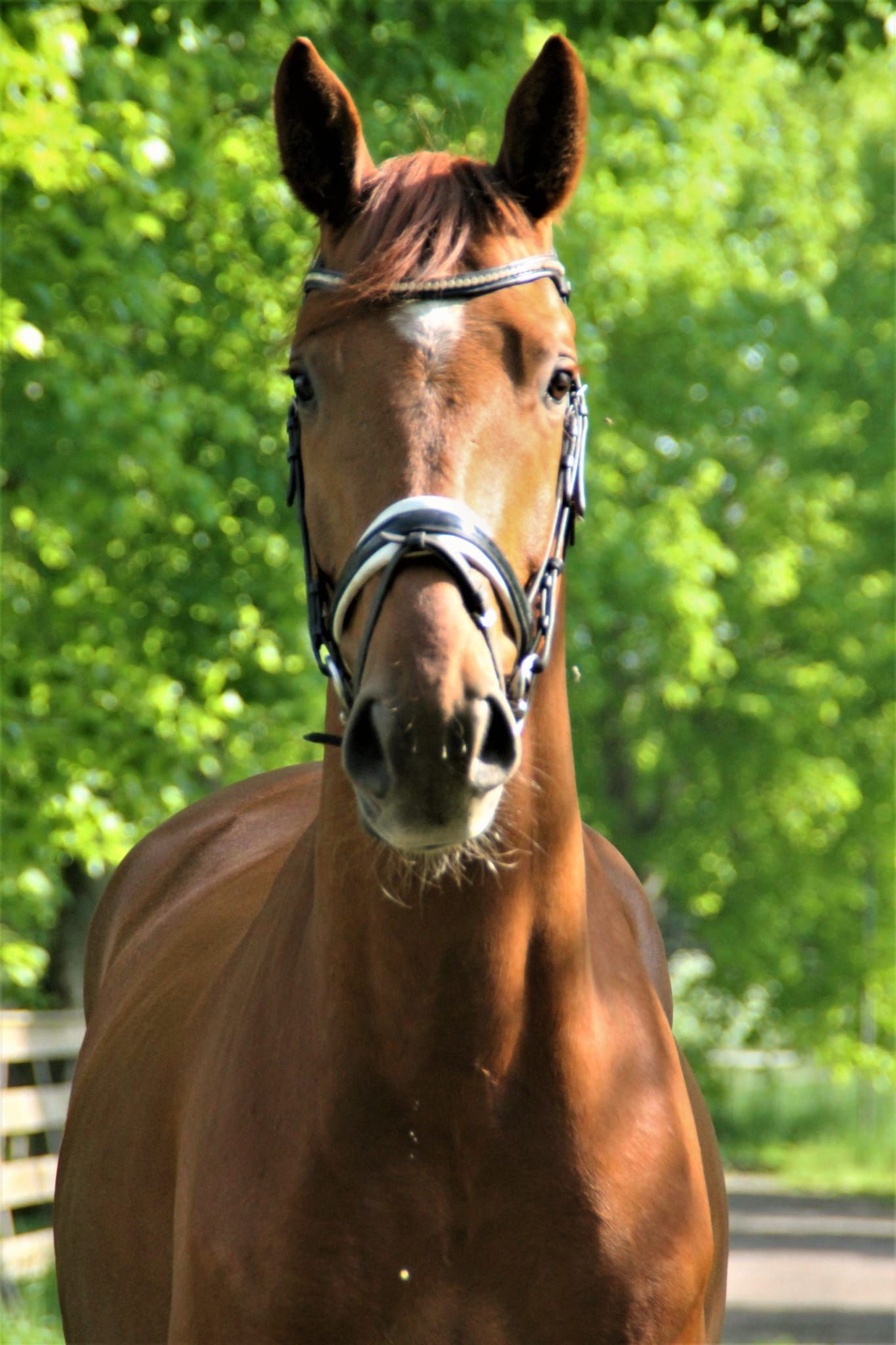 kwpn dressuurpaard ruin 7 years old vos for sale - Photo 3