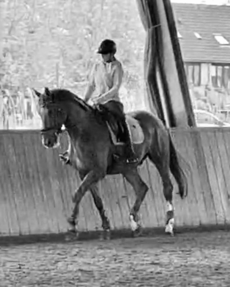 kwpn dressuurpaard ruin 7 years old vos for sale - Photo 6